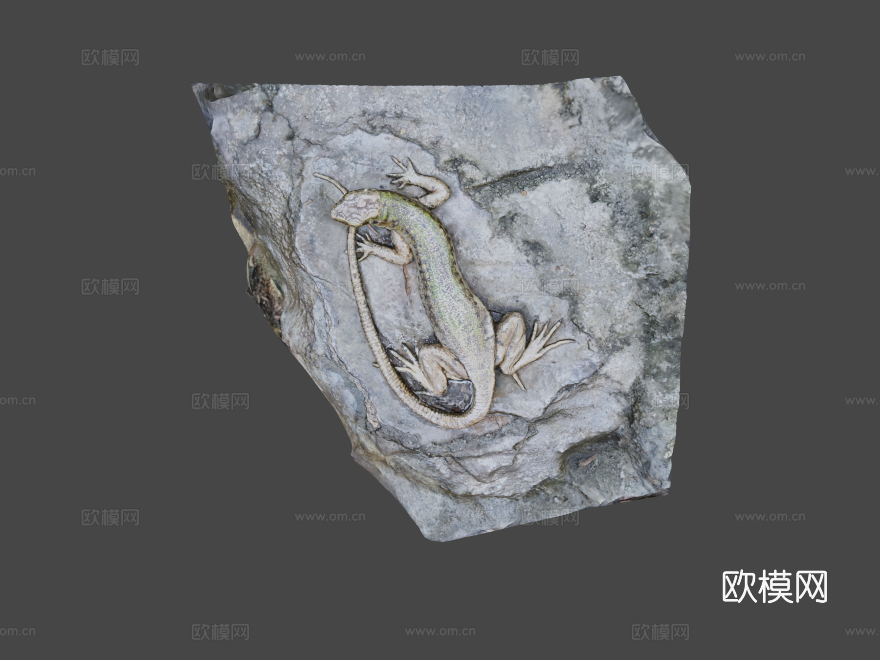 蜥蜴3d模型