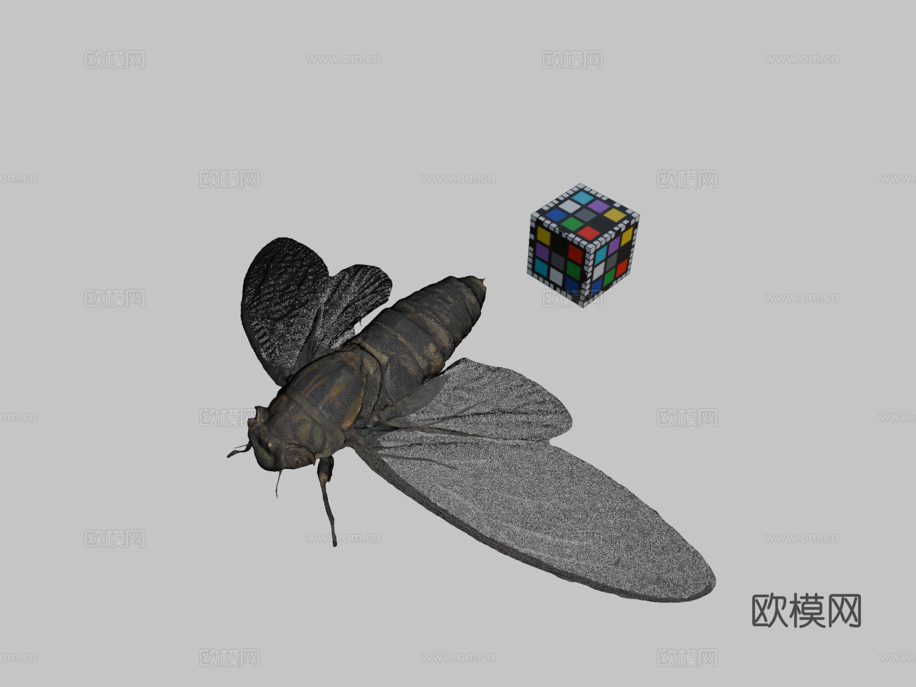 CC0 寒蝉♂ 寒蝉步行者3d模型