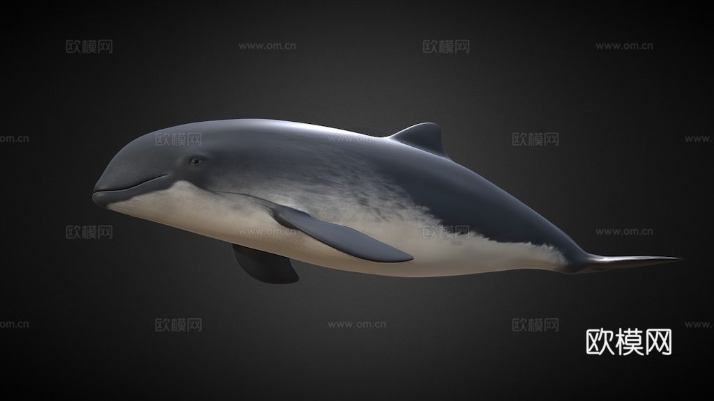 尼斯(港湾鼠海豚)-港湾鼠海豚3d模型