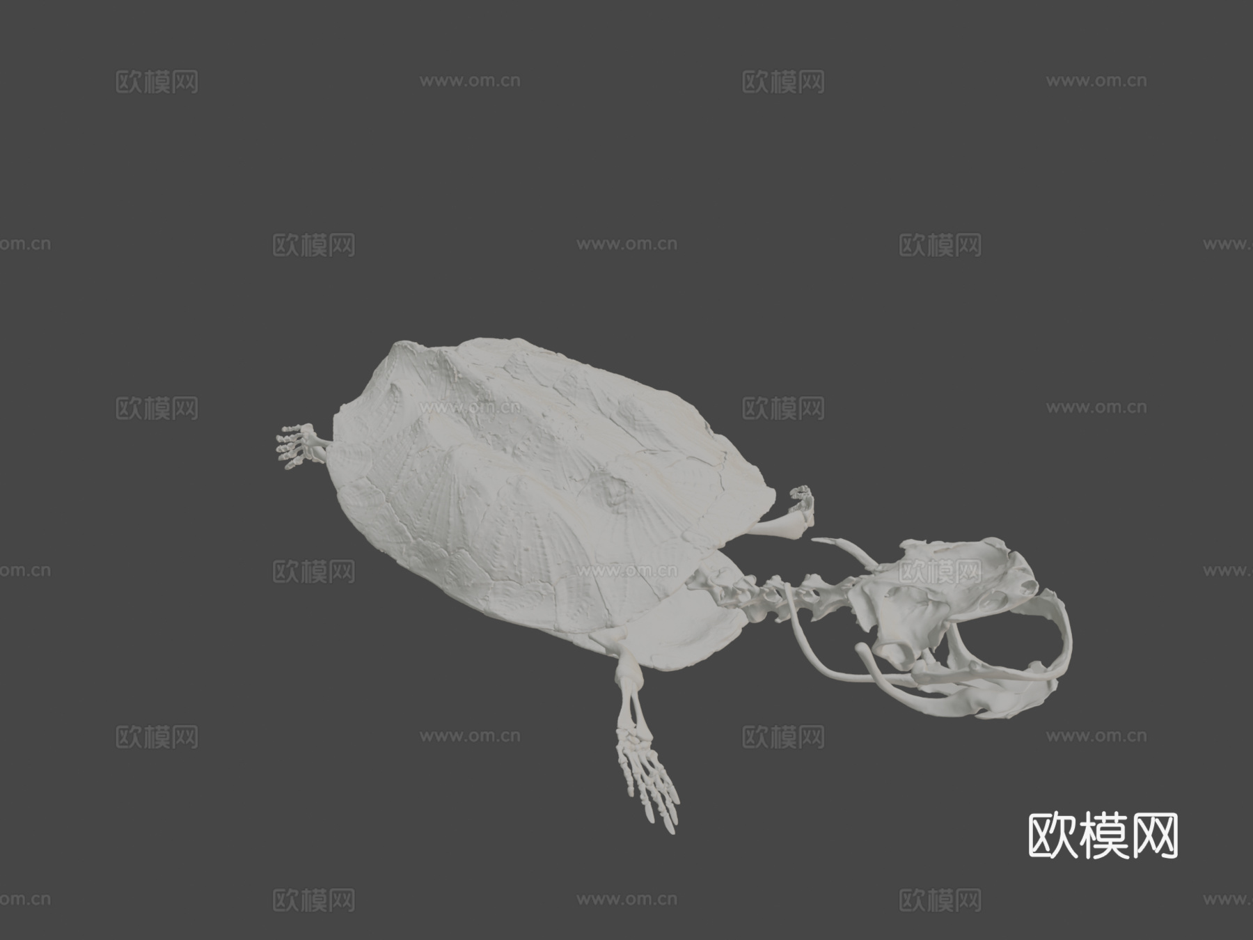 玛塔玛塔龟3d模型