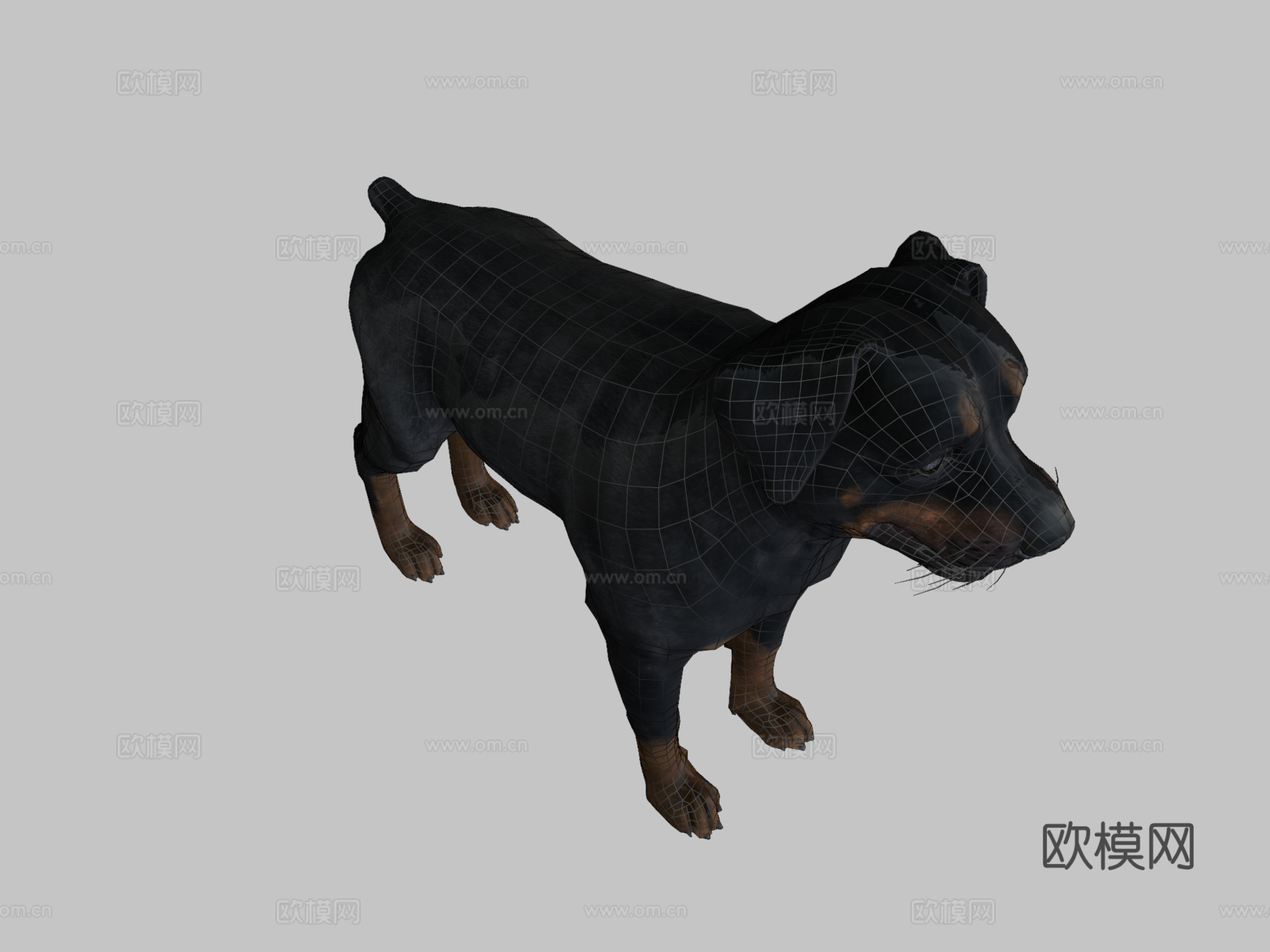 狗-罗威纳犬3d模型