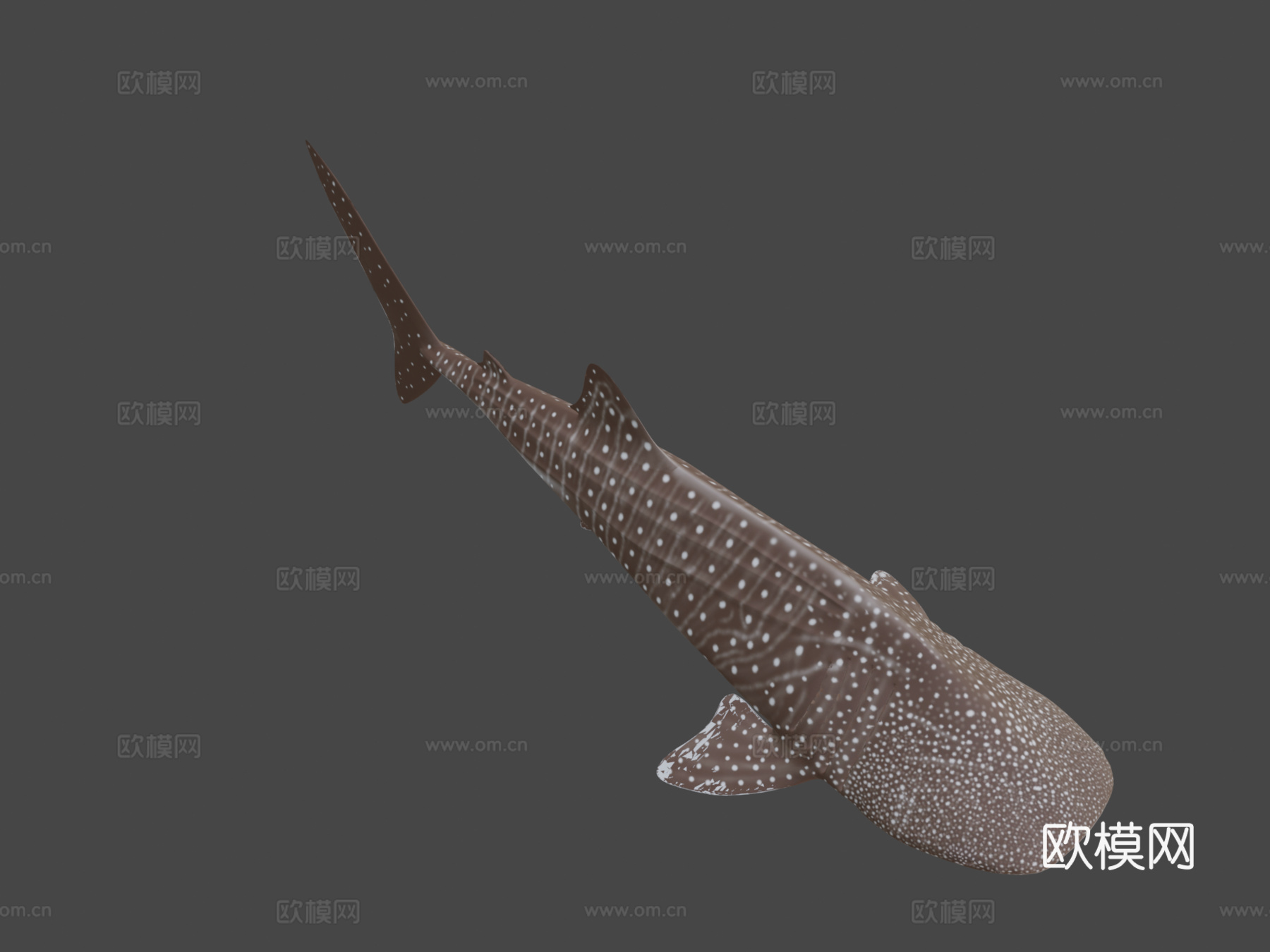 鲸鲨3d模型