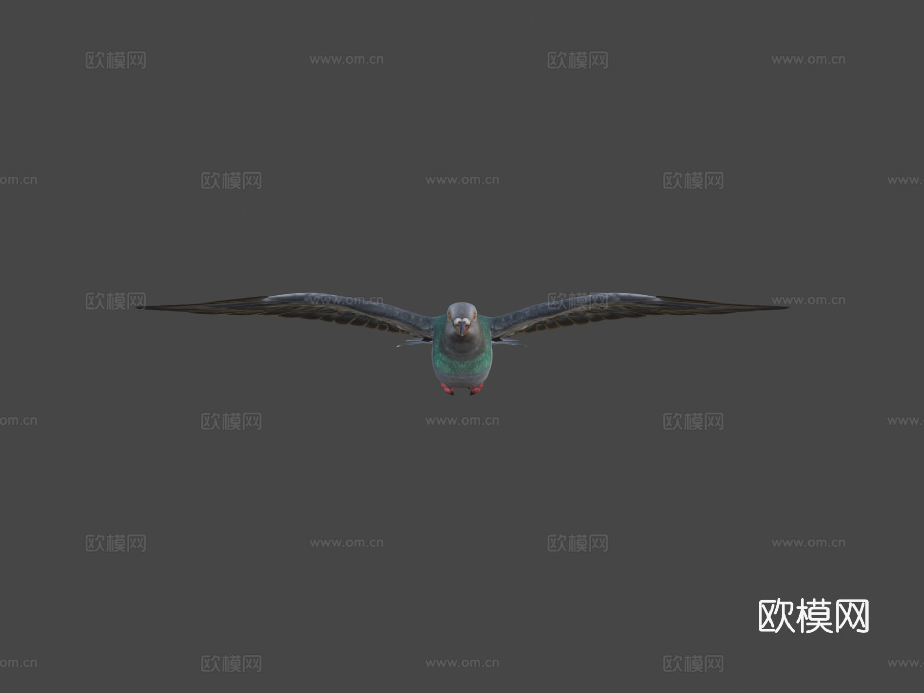 鸽子飞翔3d模型