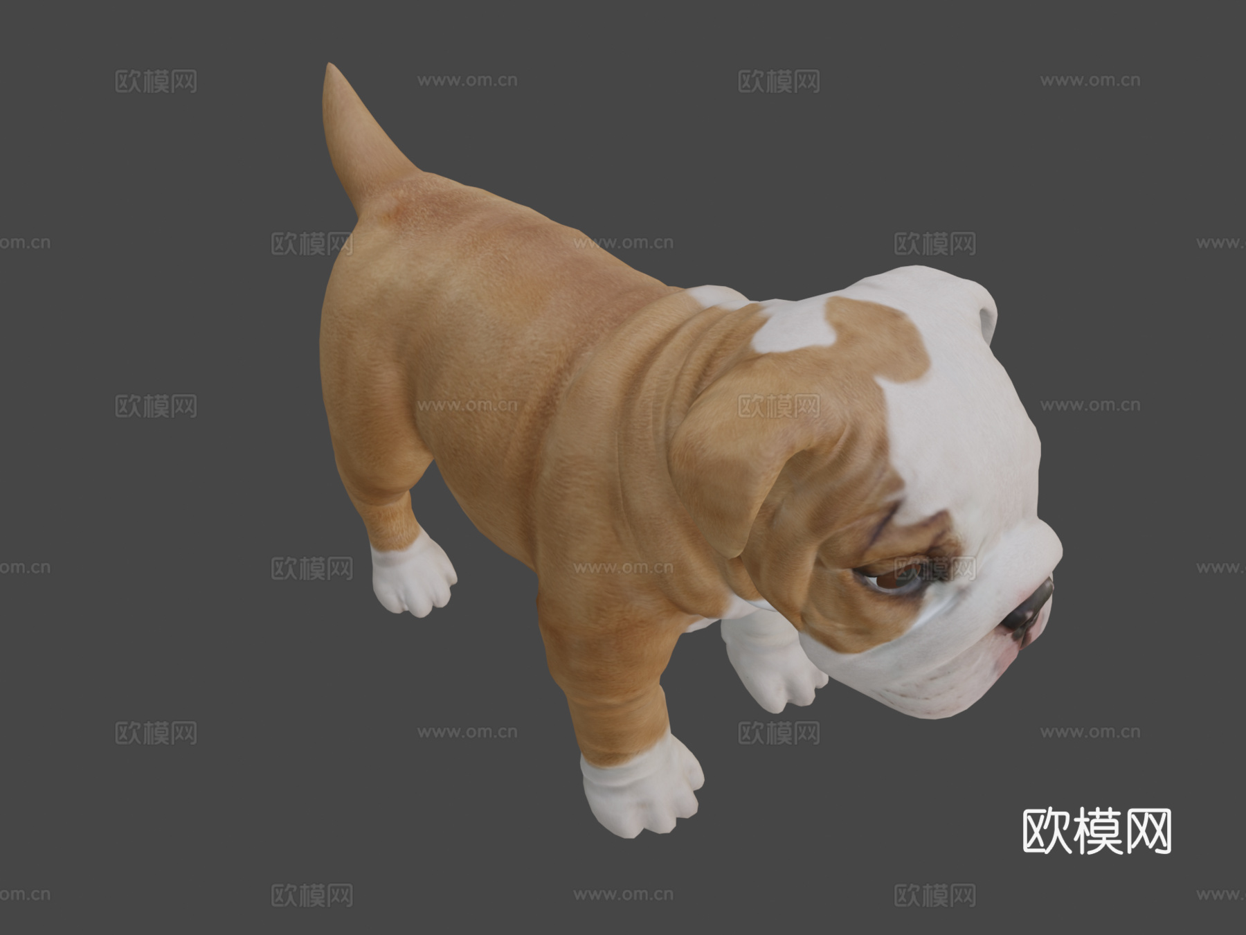 斗牛犬幼崽3d模型