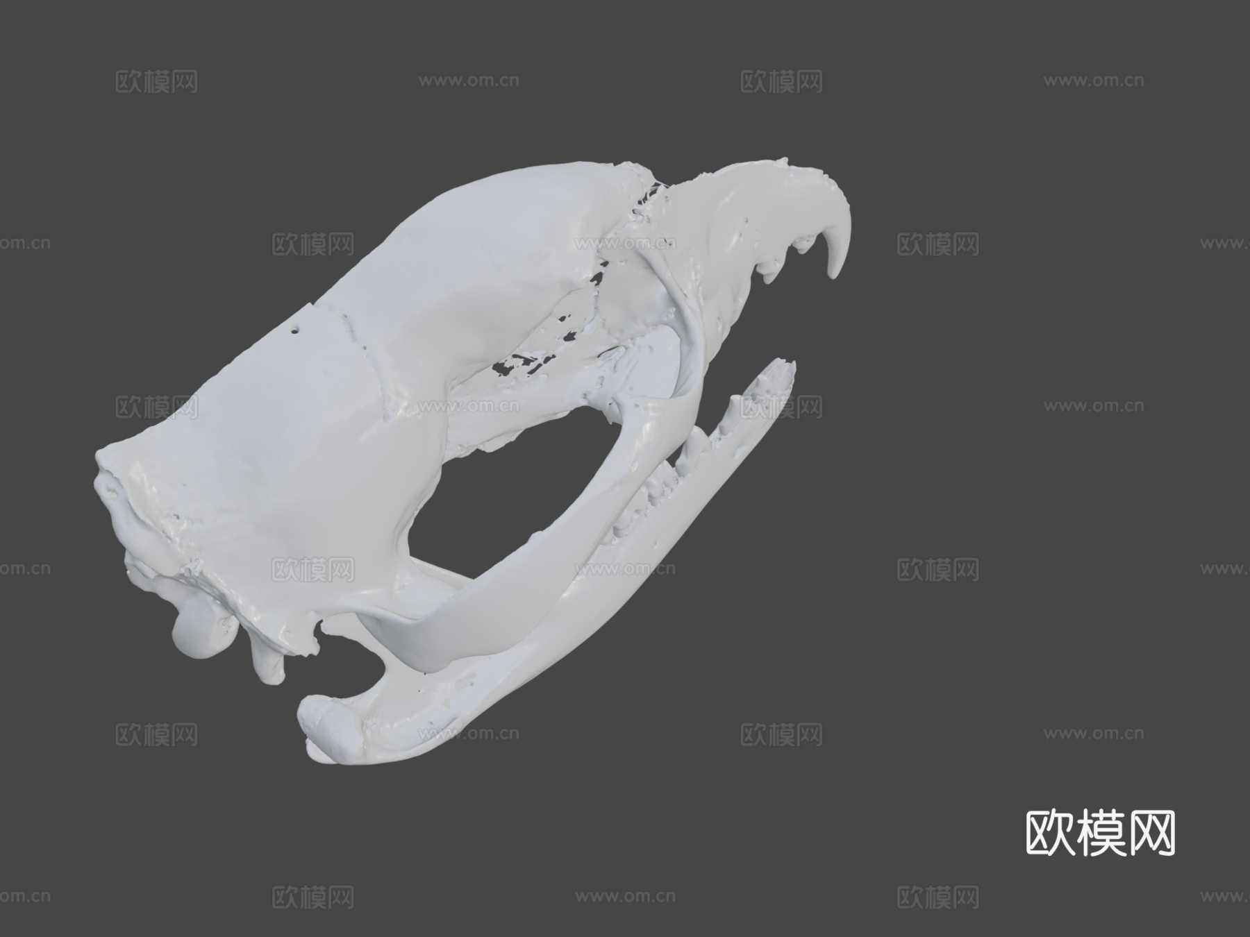 袋狼头骨3d模型