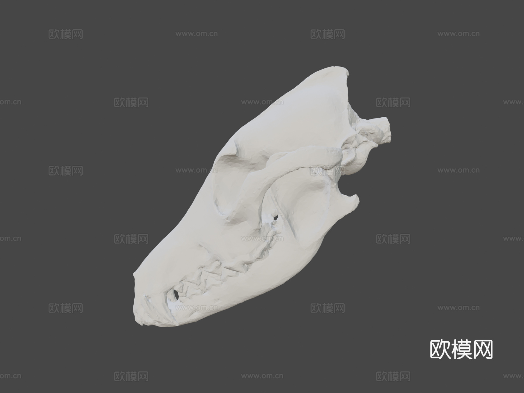 郊狼头骨扫描3d模型