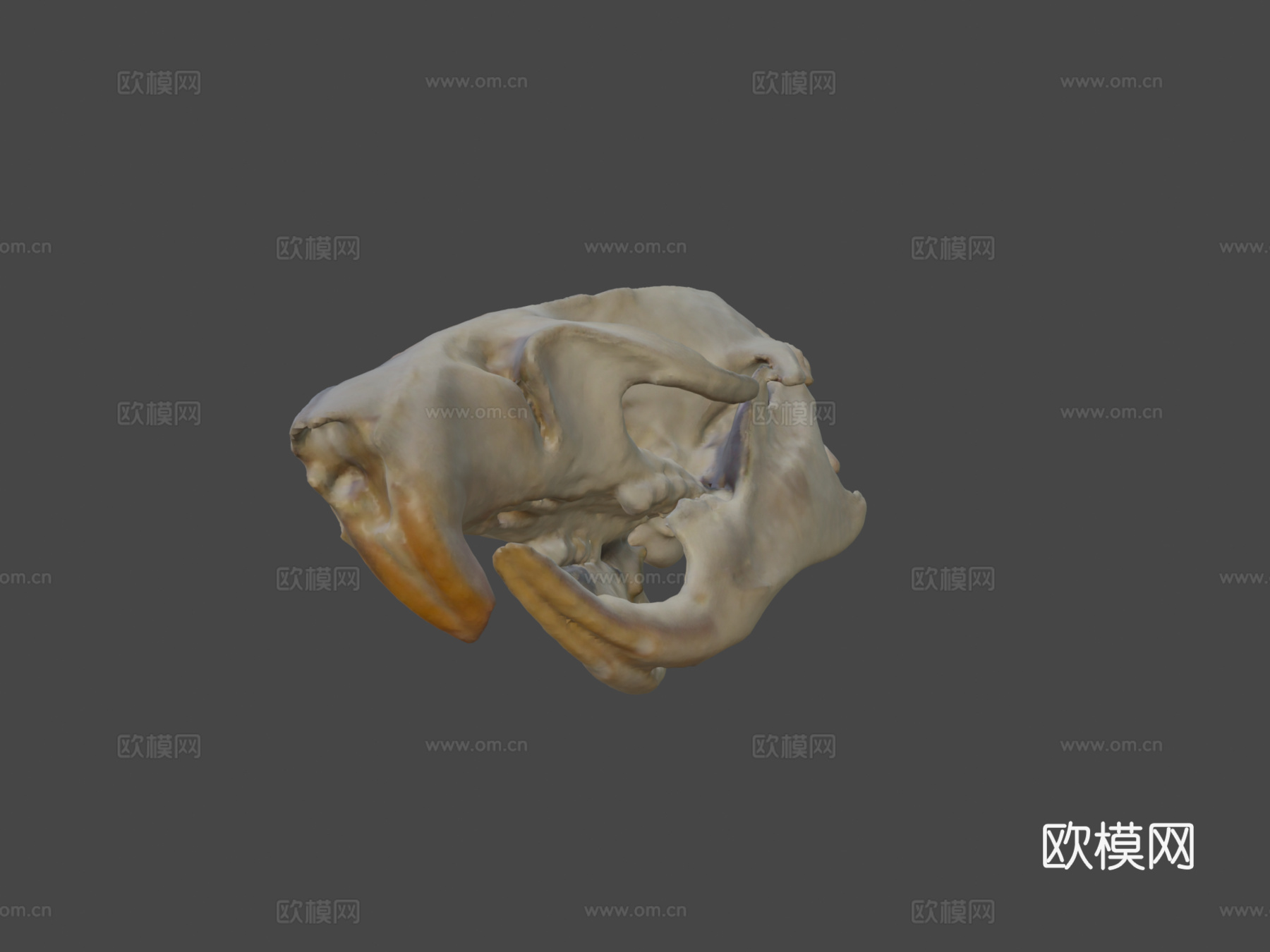老鼠头骨3d模型