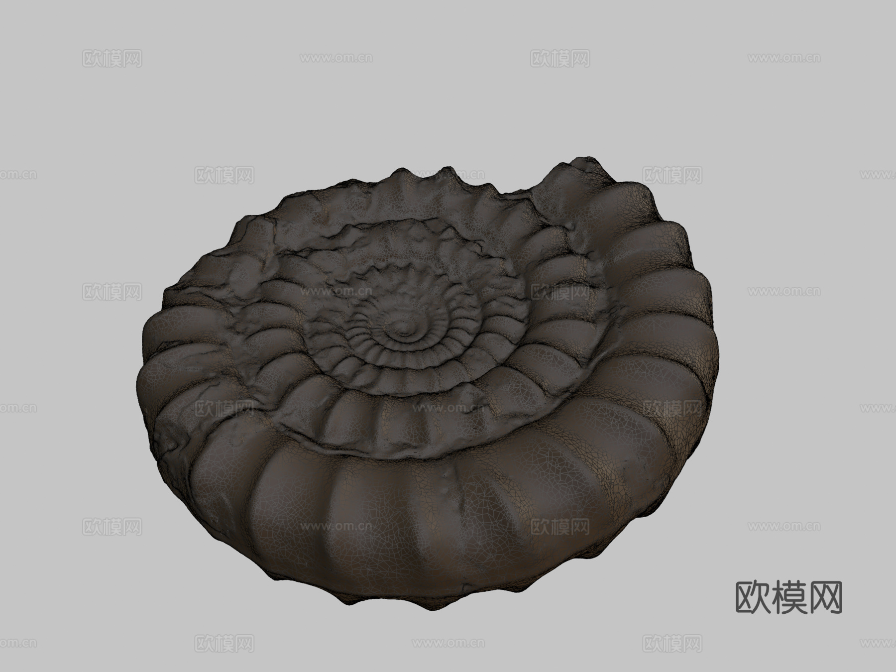 菊石化石3d模型