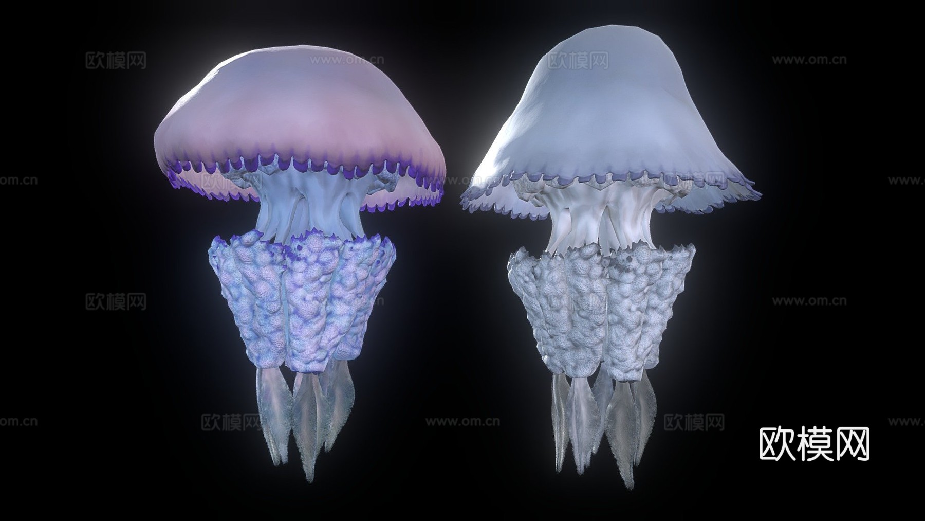 水母根口水母3d模型