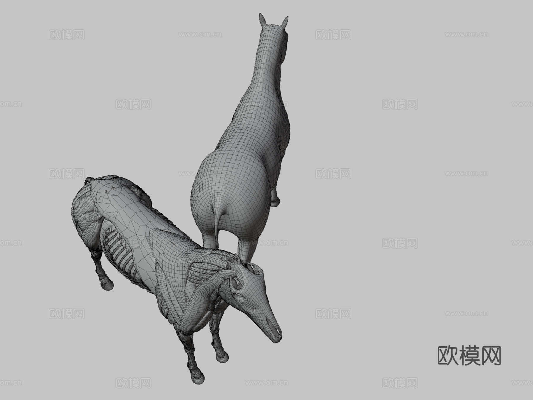马解剖模型3d模型