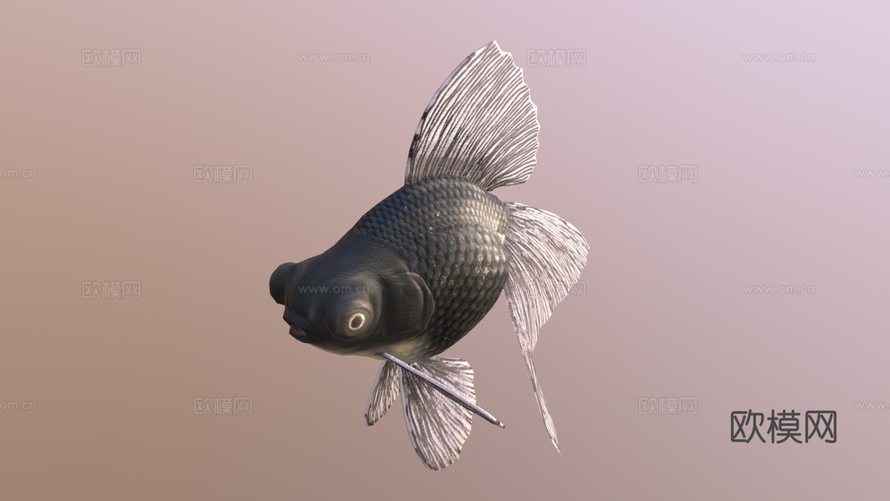 宽尾沼金鱼3d模型