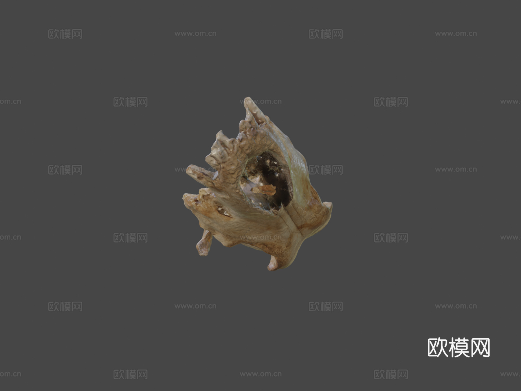 莱斯顿修道院发现2013-犬类头骨3d模型