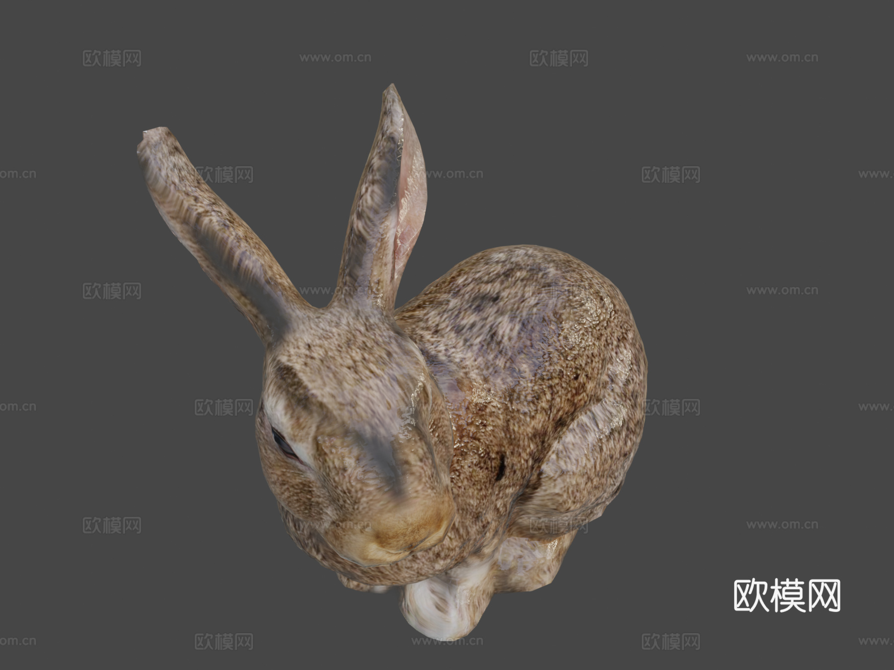 兔子3d模型