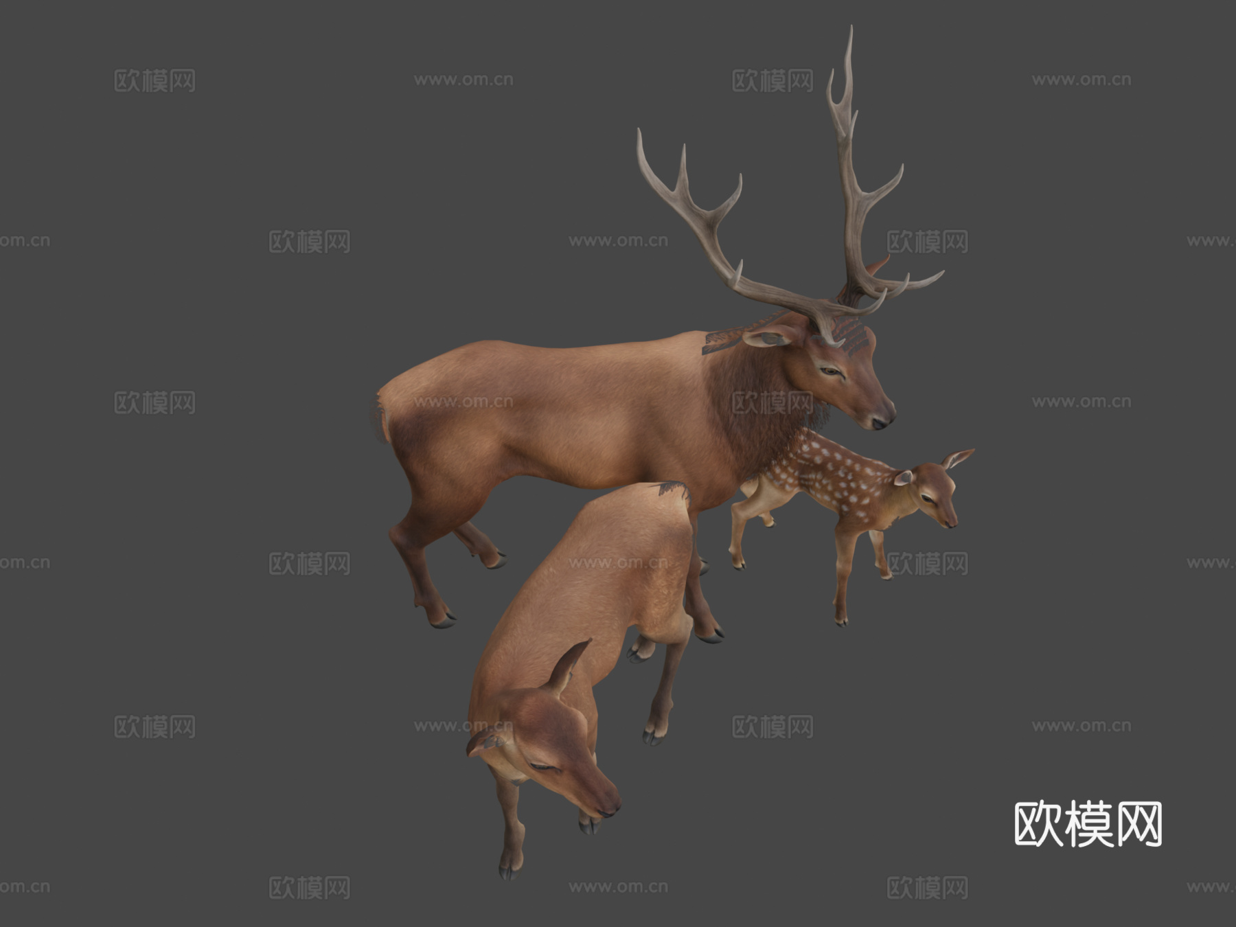 马鹿家族3d模型