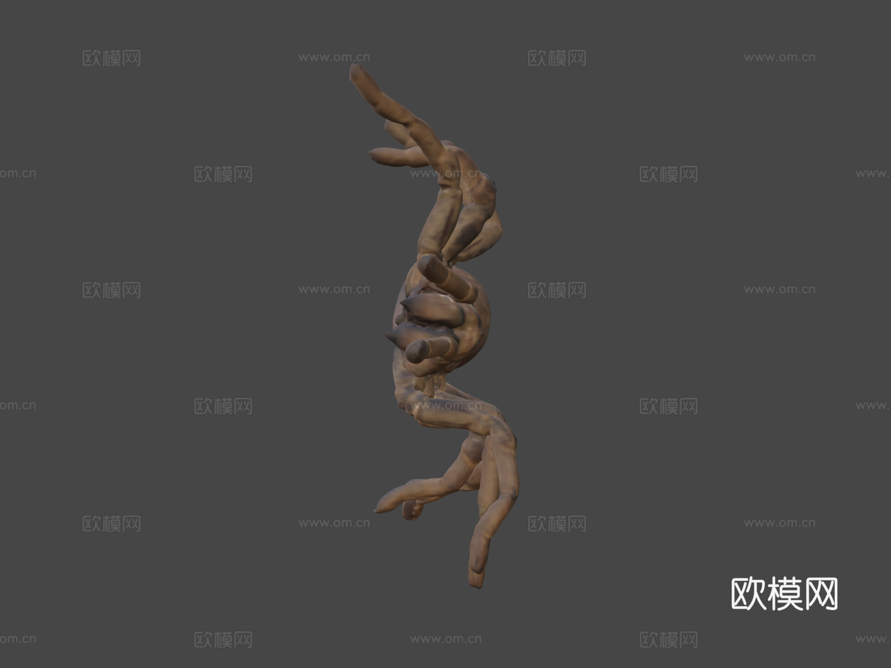 帝王狒狒捕鸟蛛3d模型