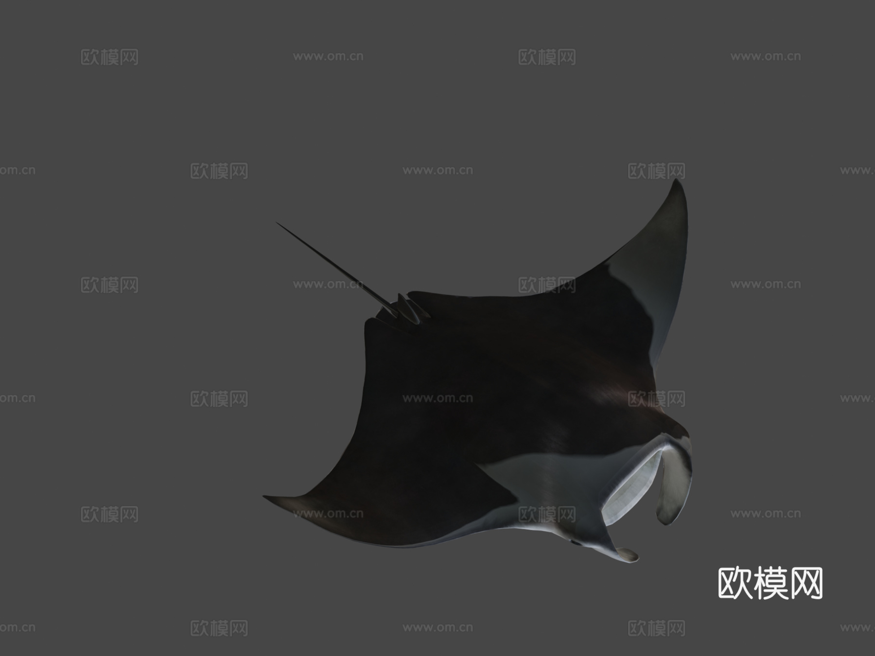 蝠鲼3d模型