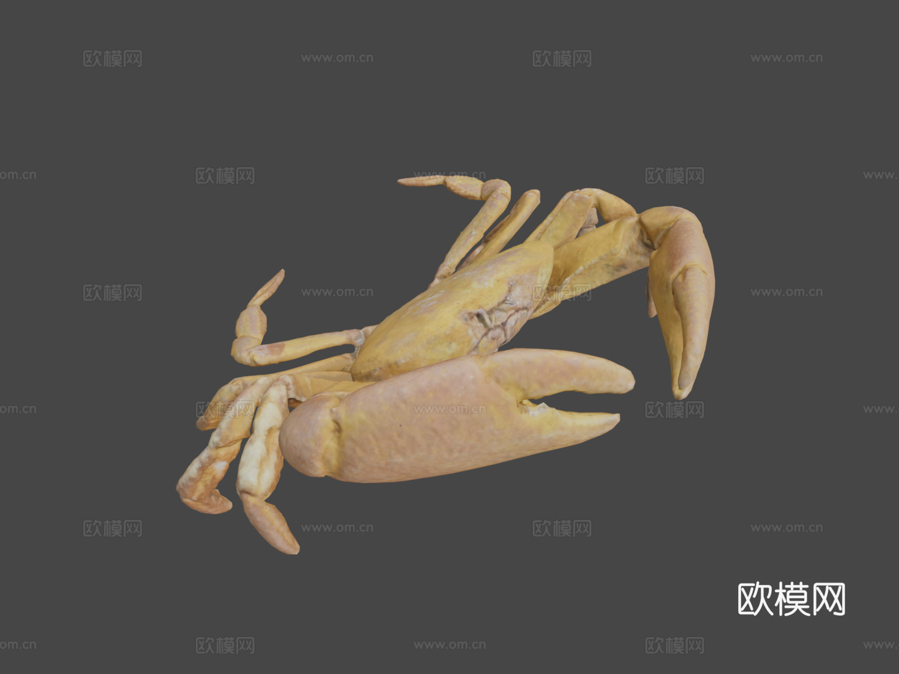 雄性快速蟹-快速压缩3d模型