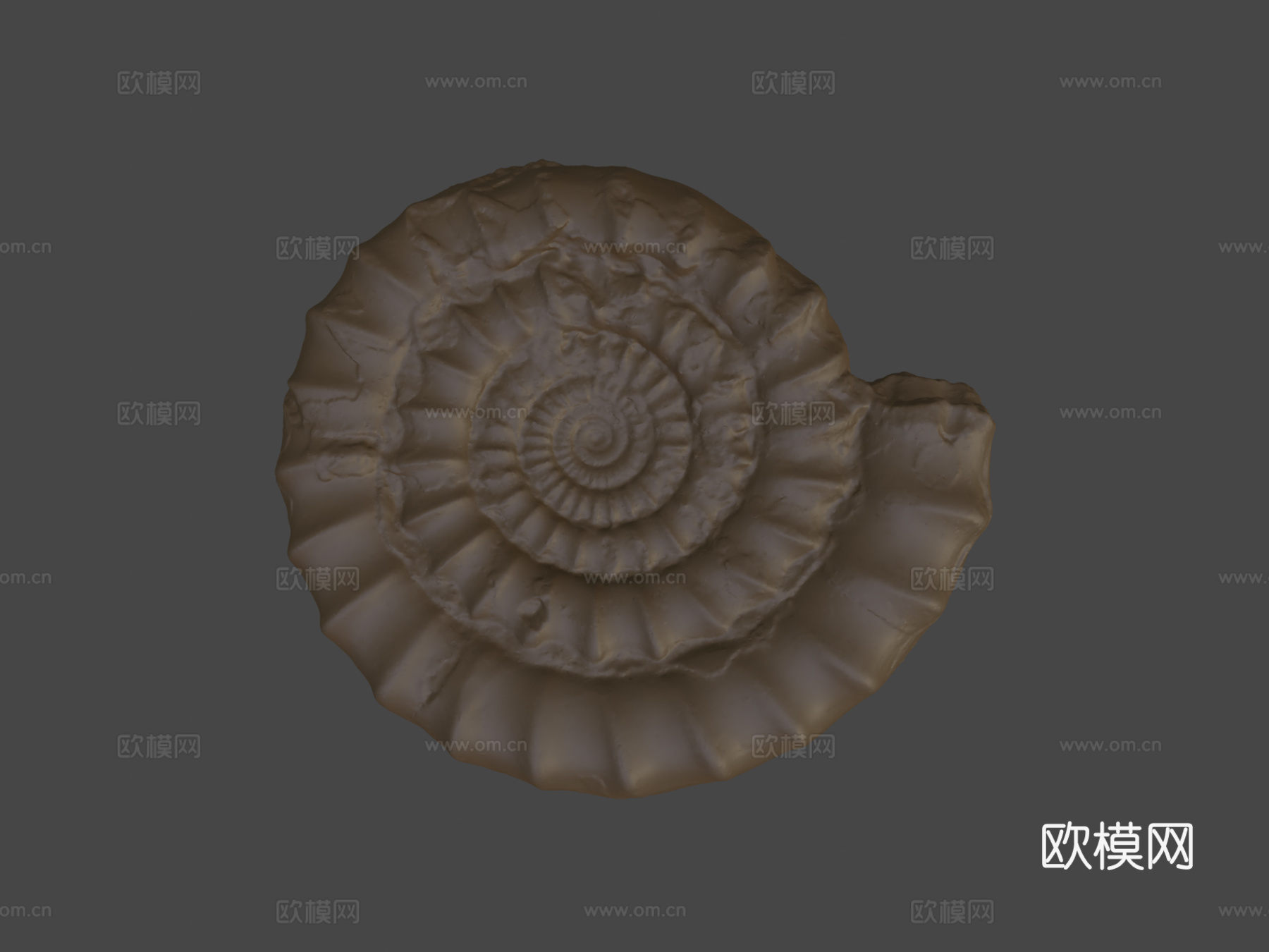 菊石化石3d模型