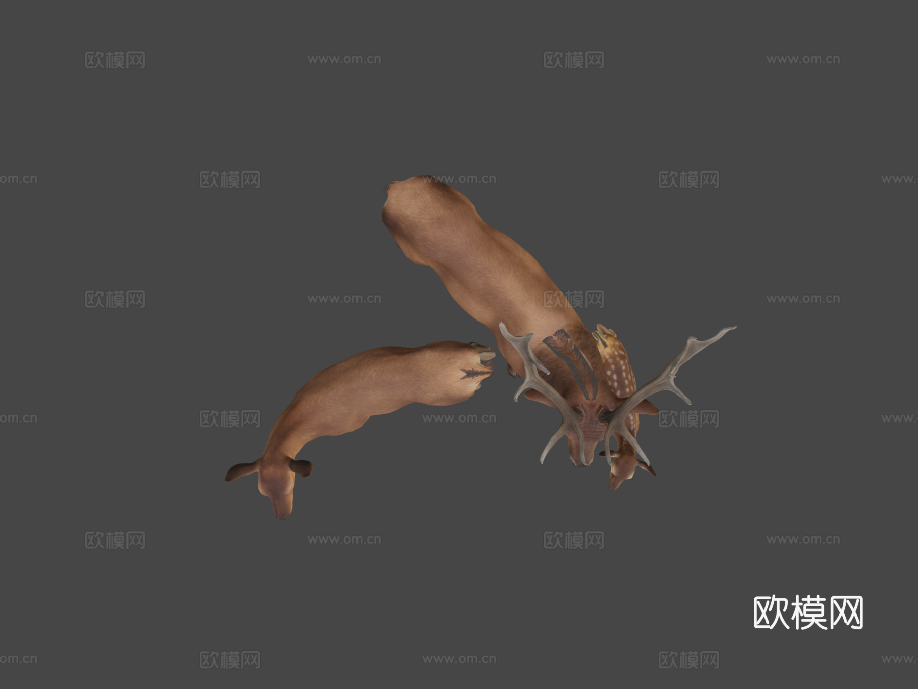 马鹿家族3d模型