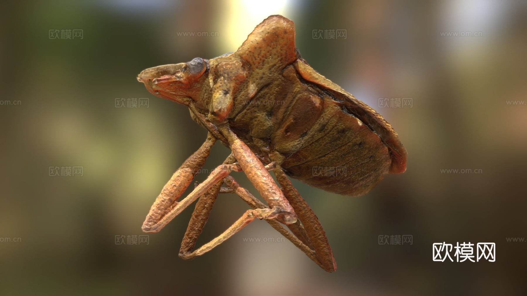 异翅目-宏观摄影测量3d模型