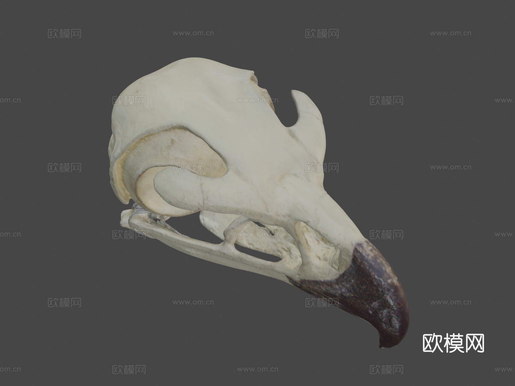 金雕头骨3d模型