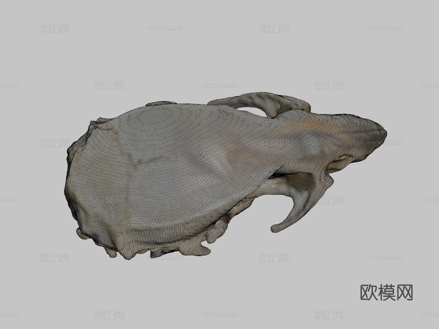 老鼠头骨3d模型