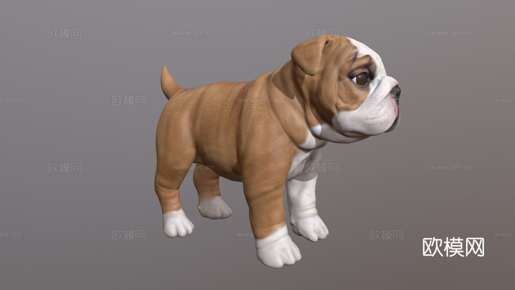 斗牛犬幼崽3d模型