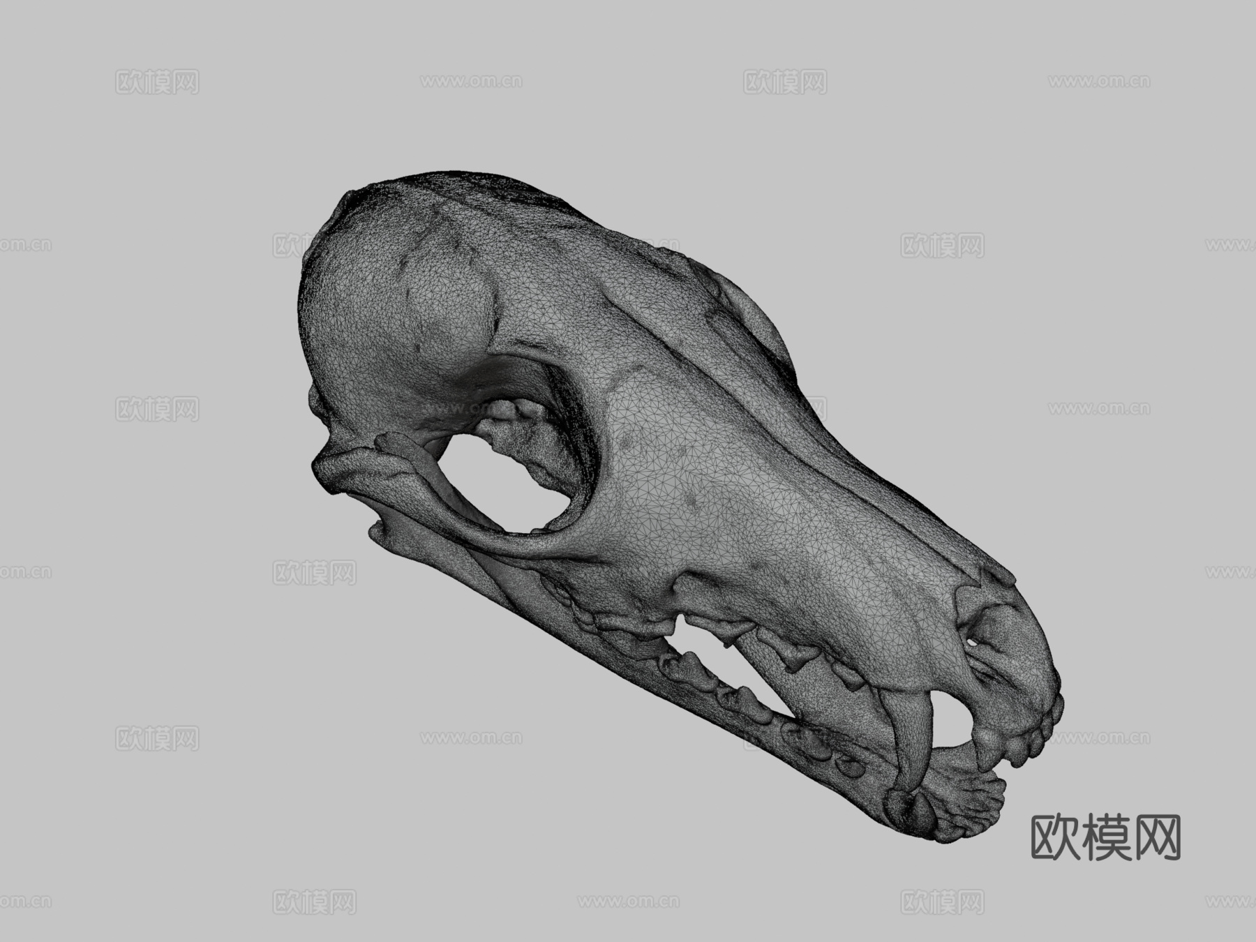 狐狸头骨3d模型