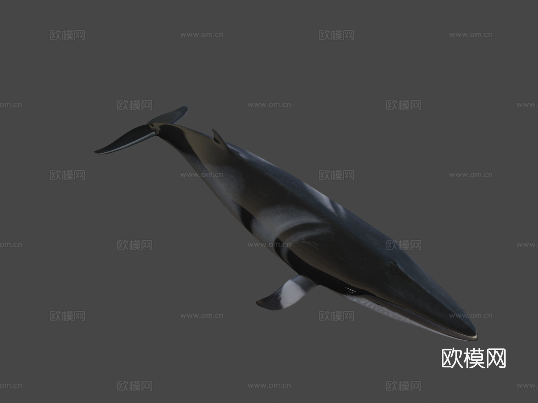 小须鲸3d模型