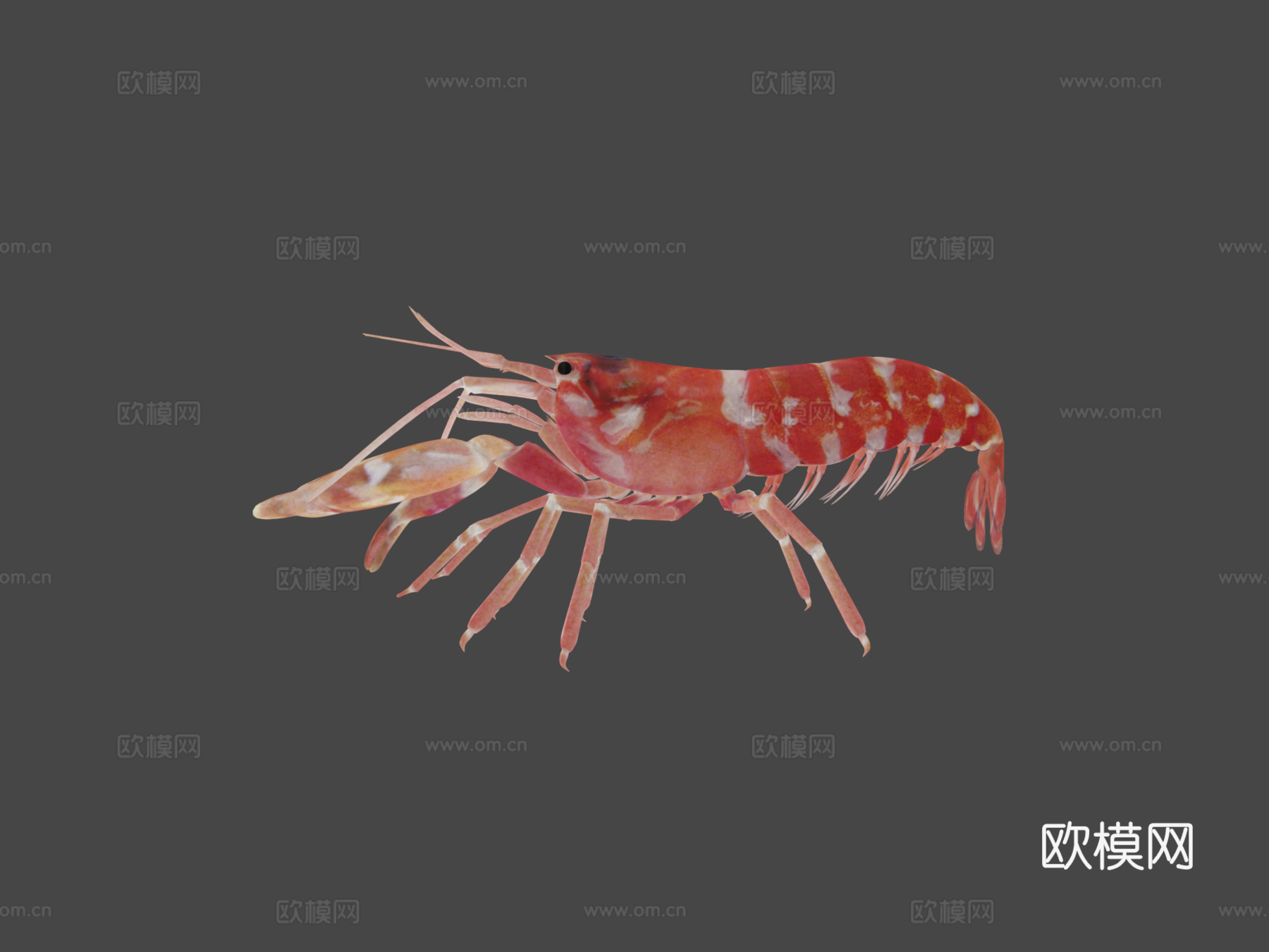 手枪虾3d模型