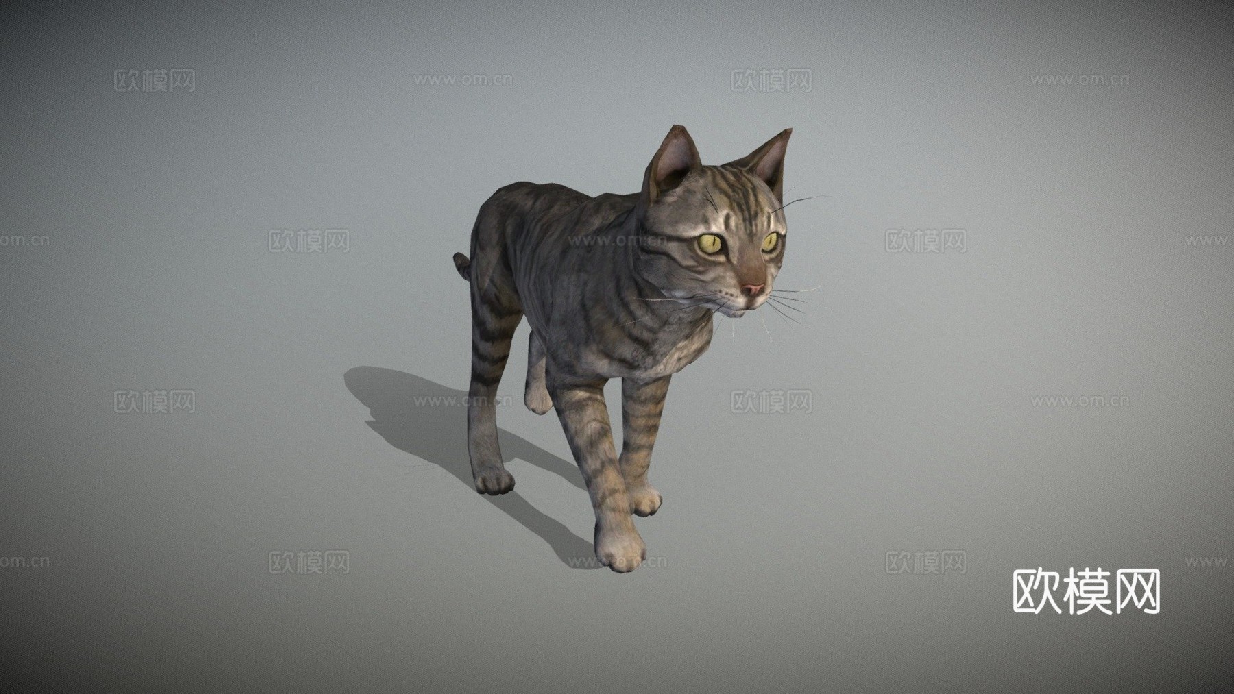 猫-行走动画3d模型