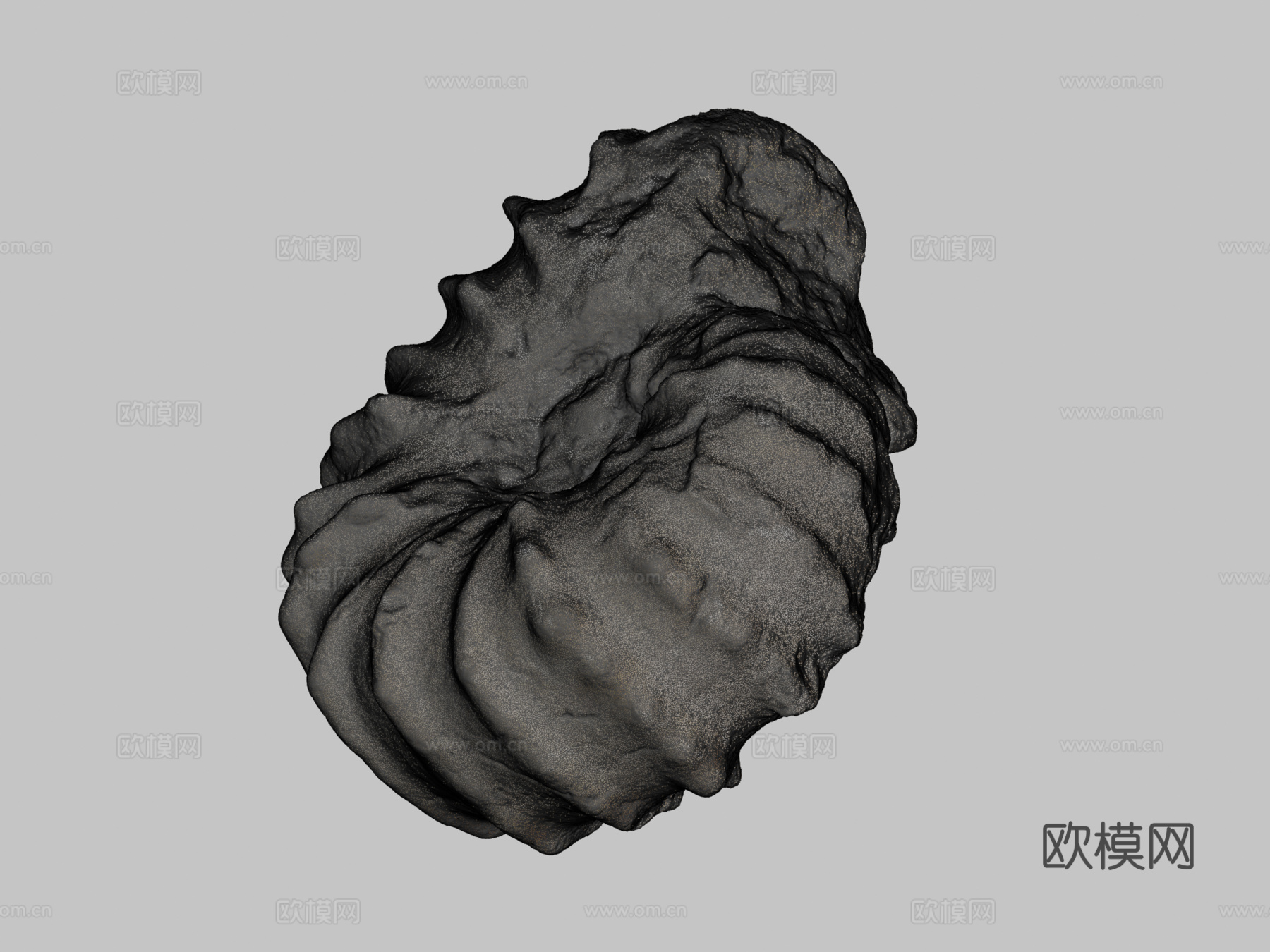 罗托马根刺角菊石3d模型