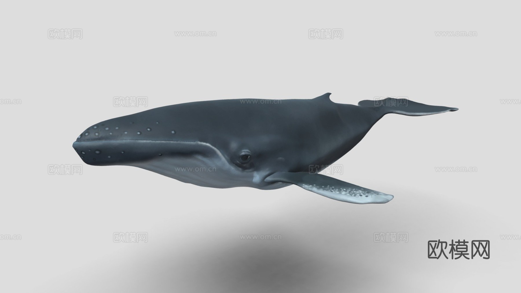 雕刻鲸鱼3d模型