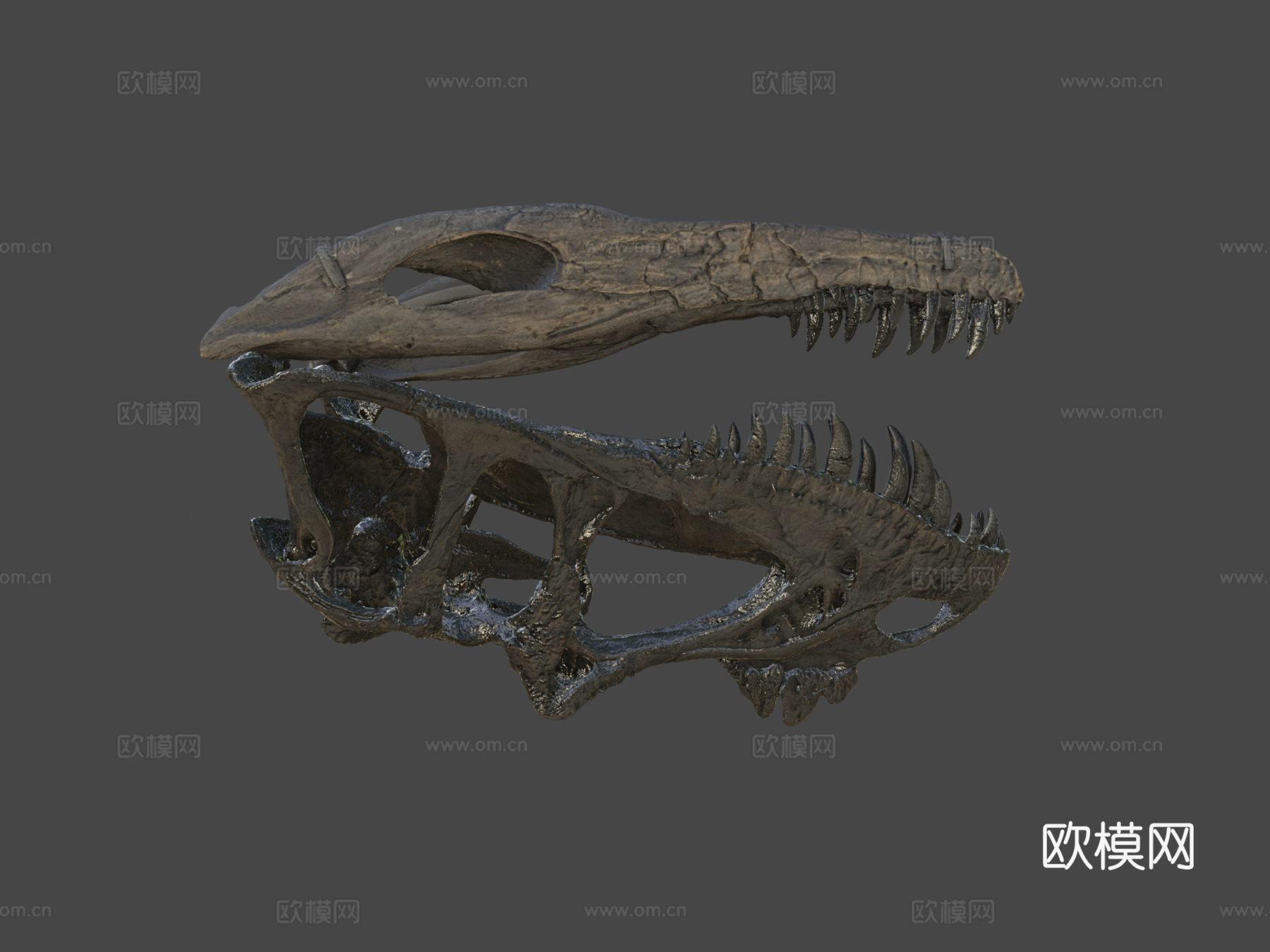 化石逻辑角鼻龙头骨3d模型