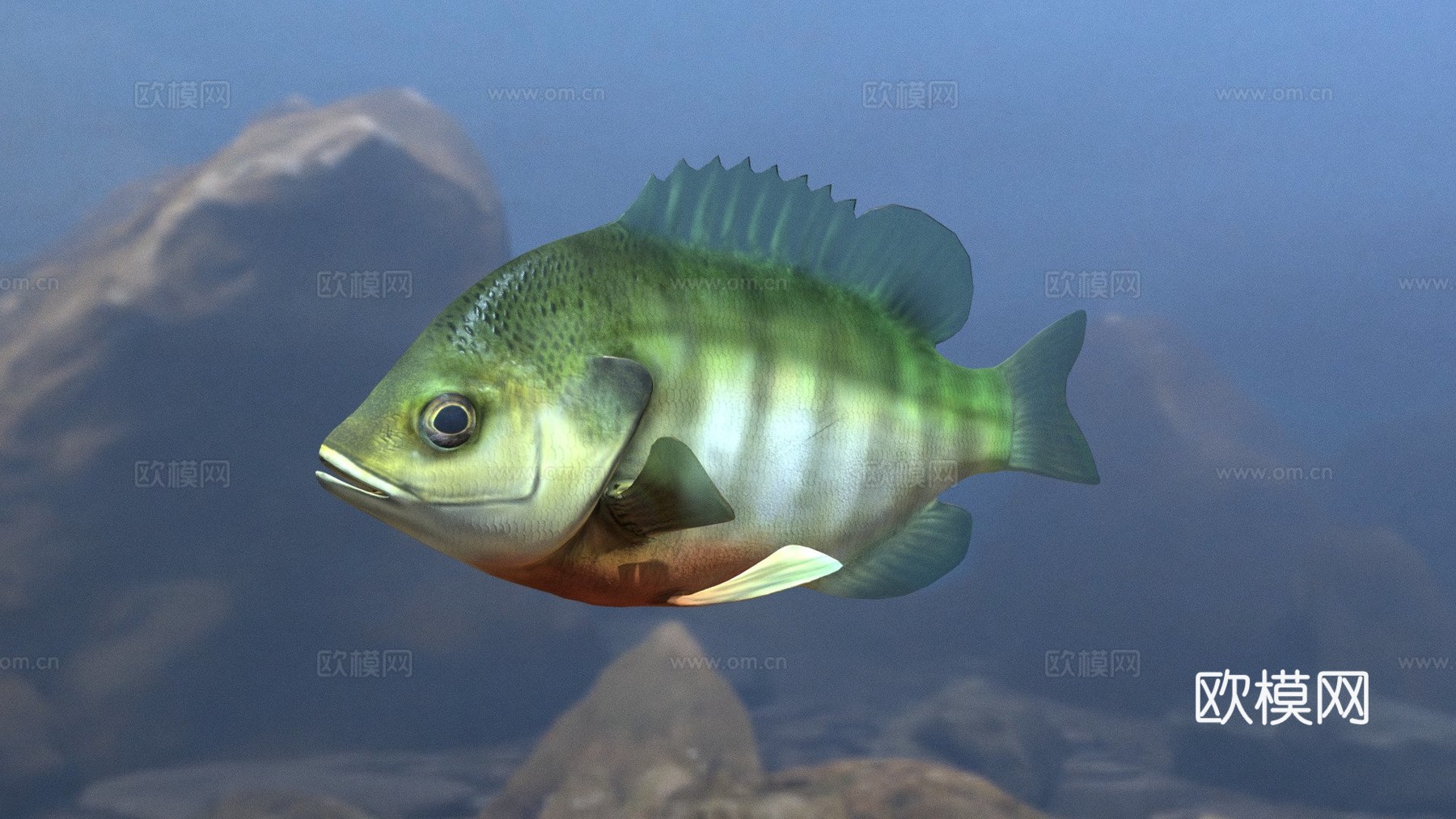 A型-蓝鳃太阳鱼3d模型