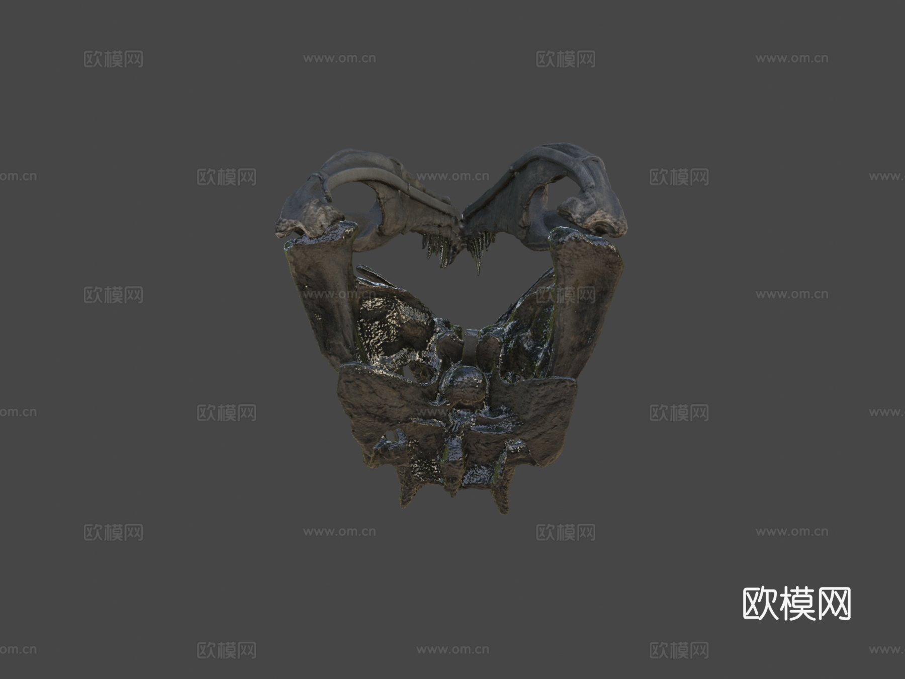 化石逻辑角鼻龙头骨3d模型