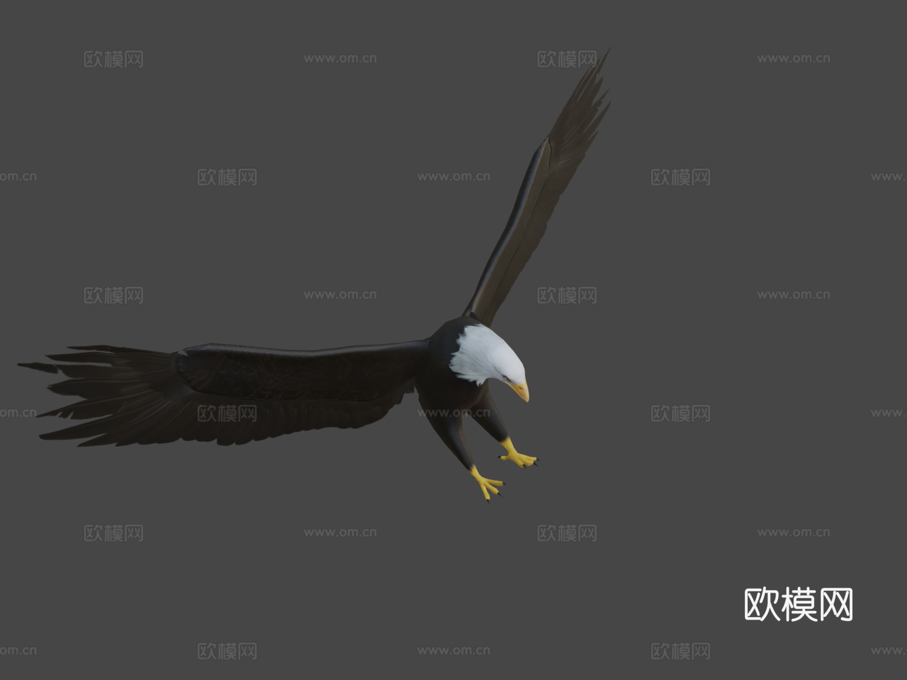 白头鹰3d模型