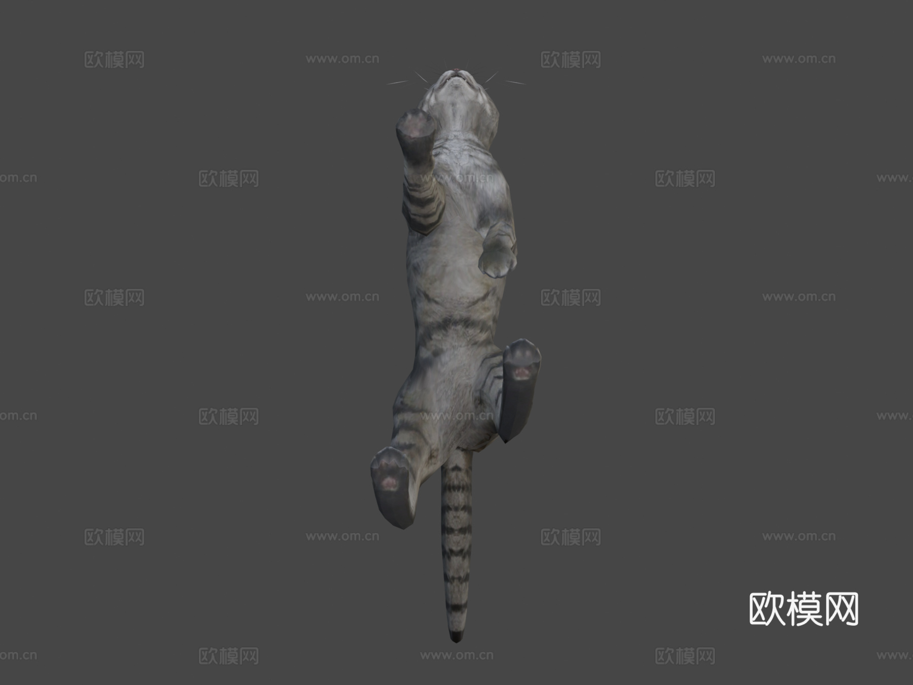 猫-行走动画3d模型
