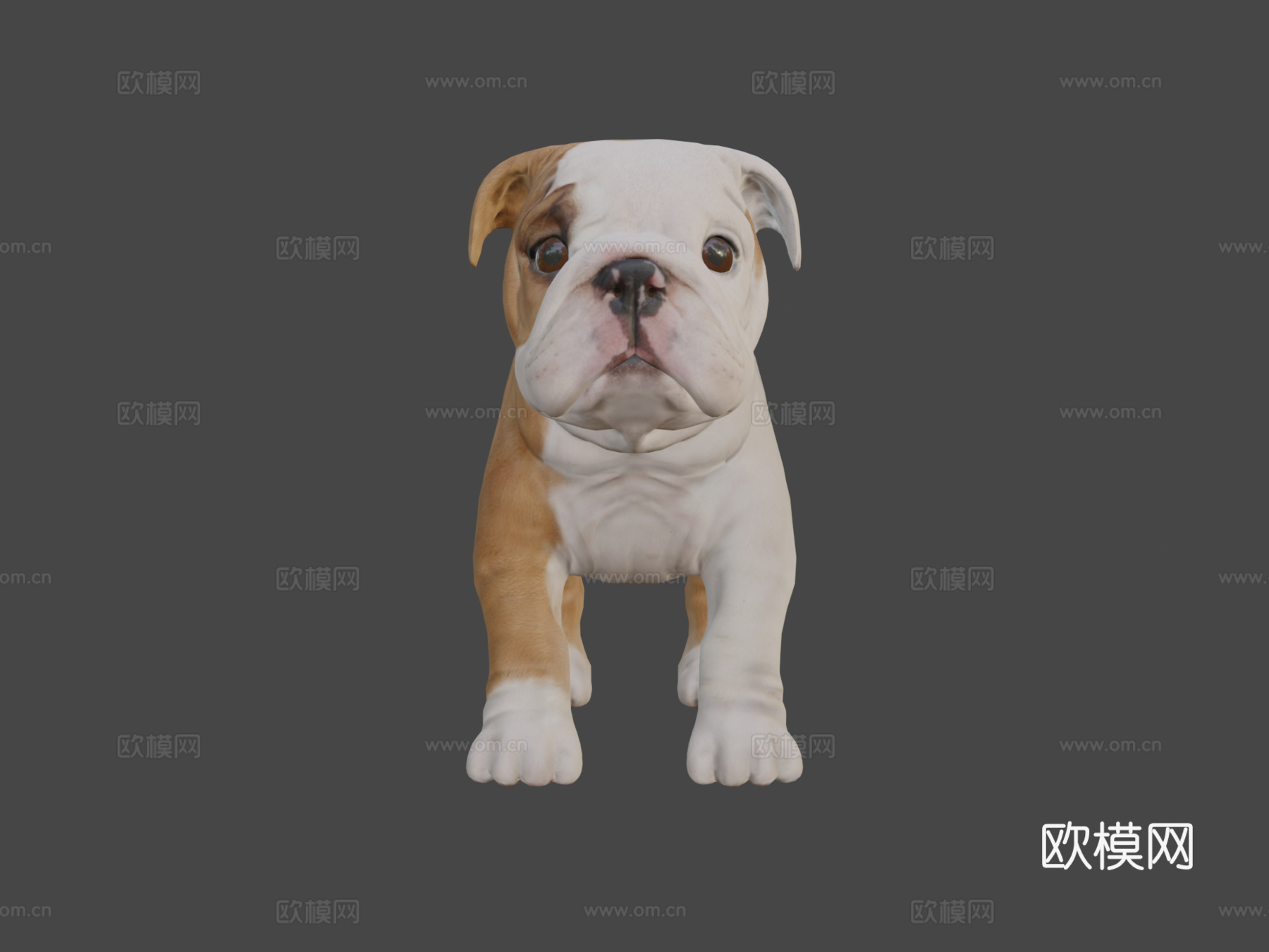 斗牛犬幼崽3d模型