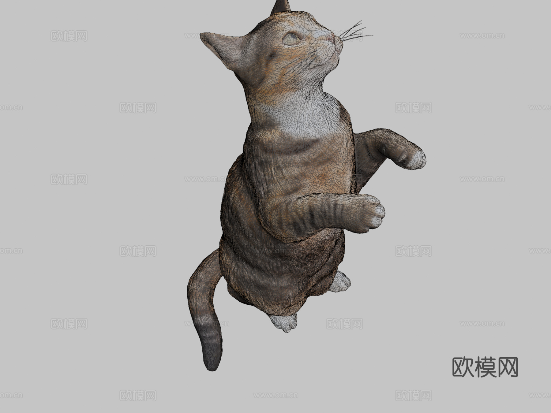 三花猫103d模型