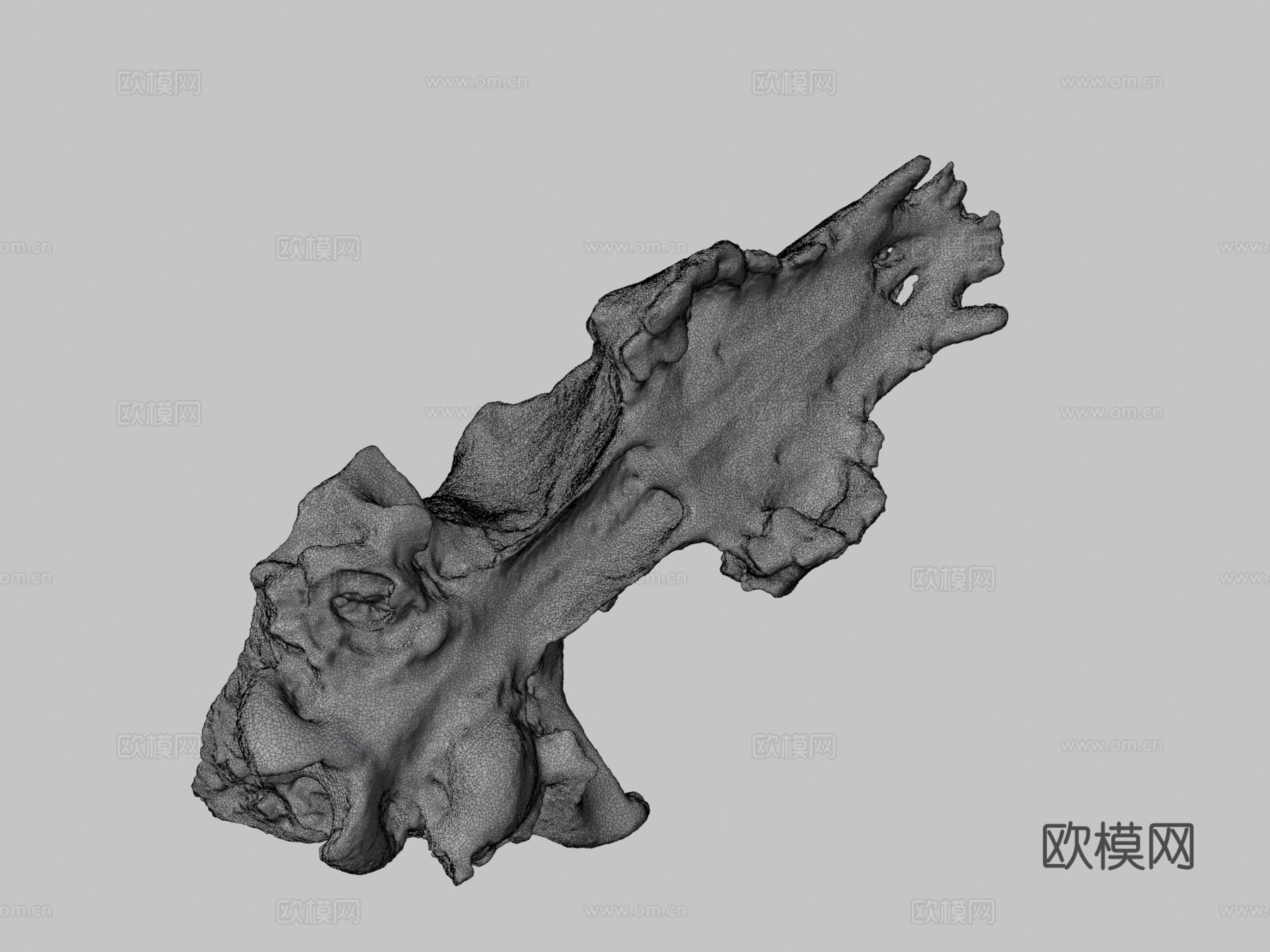 莱斯顿修道院发现2013-犬类头骨3d模型