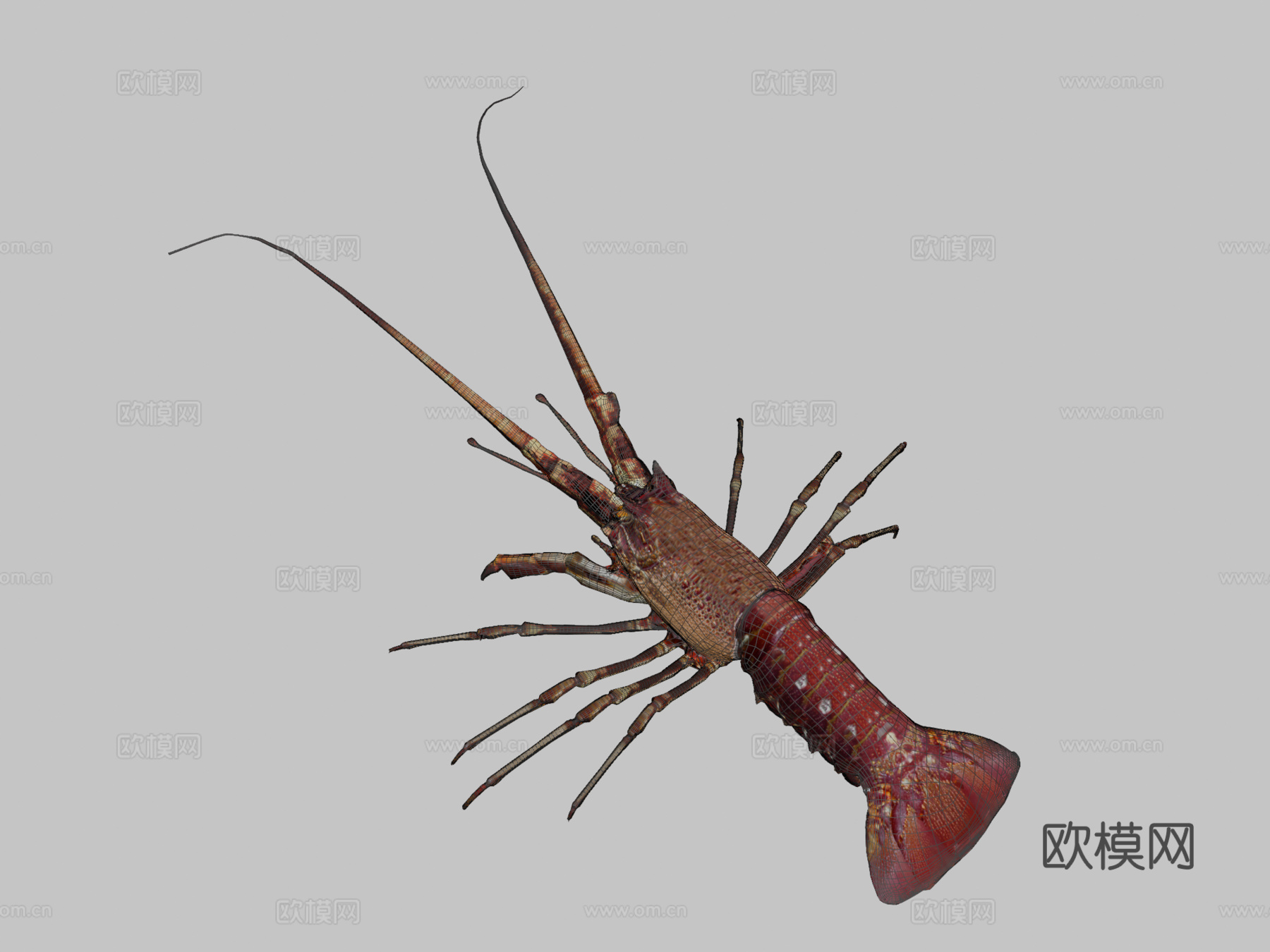 龙虾3d模型