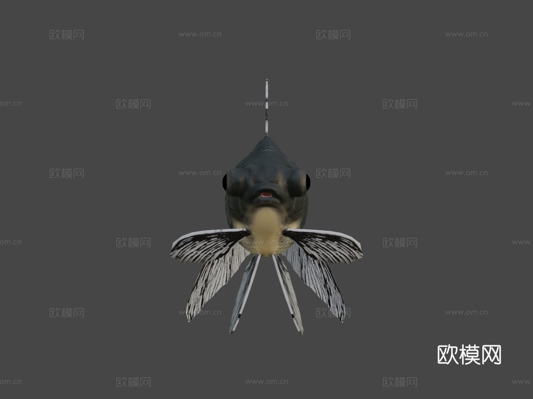 宽尾沼金鱼3d模型