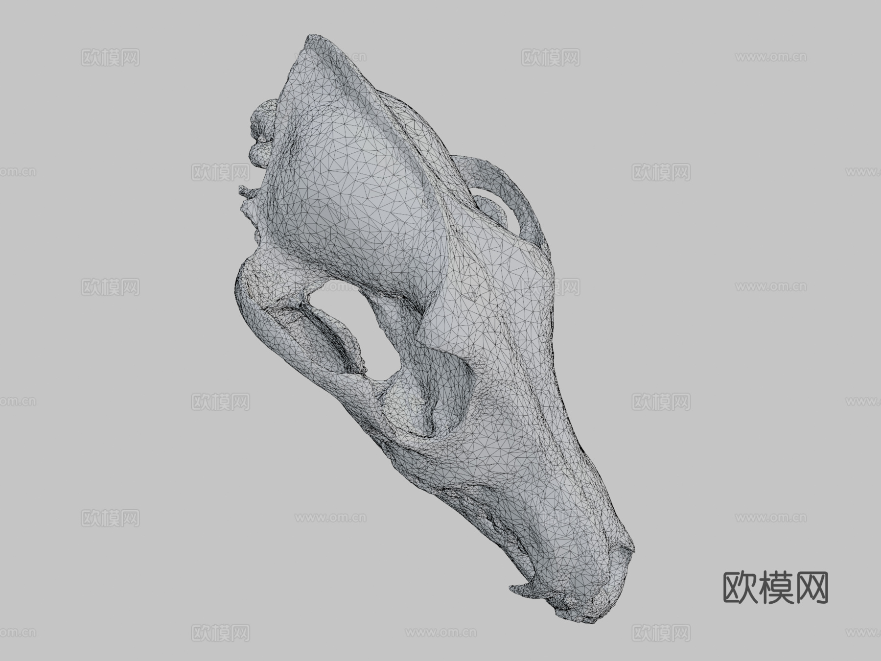 郊狼头骨扫描3d模型