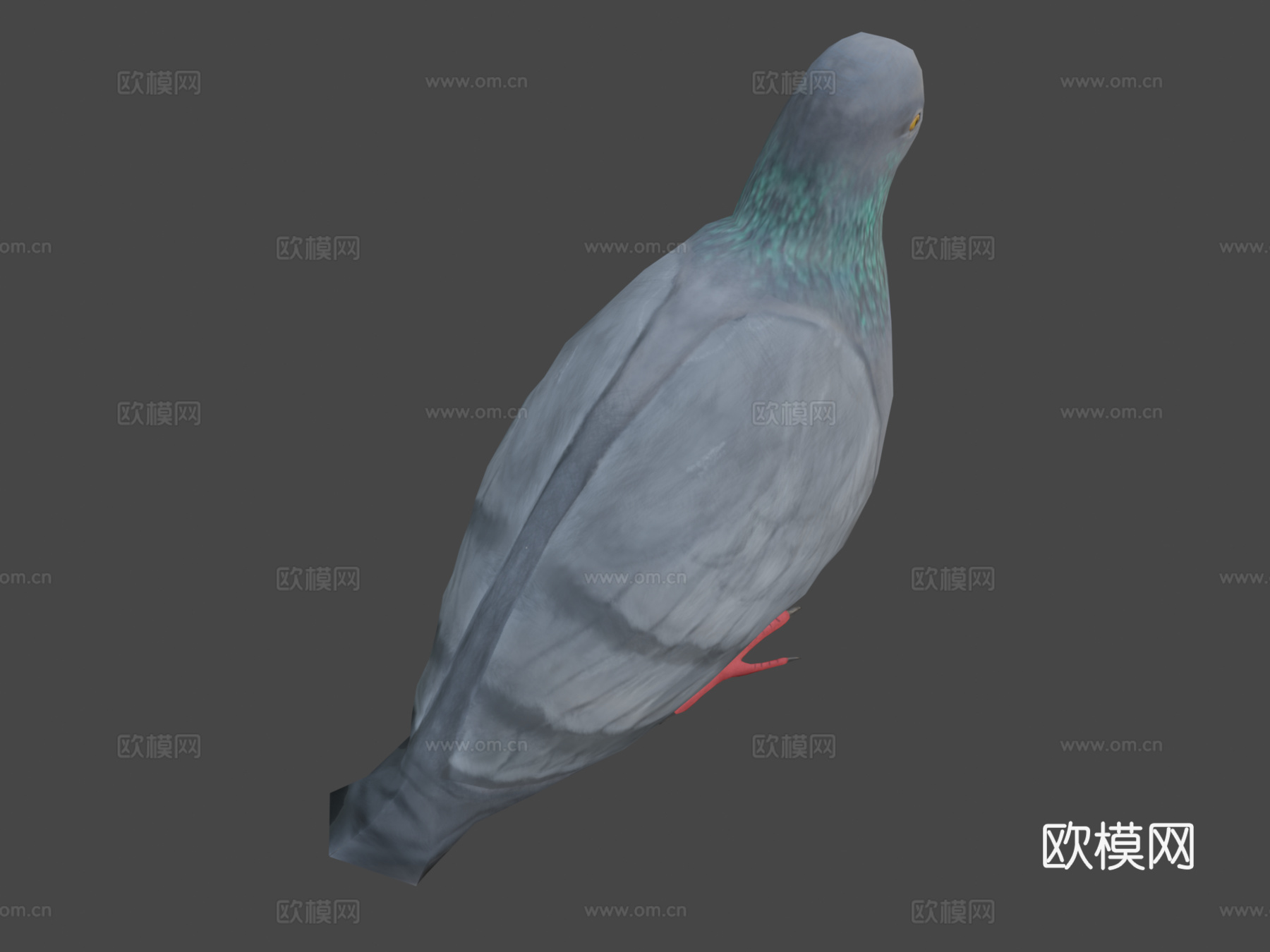 鸽子-3D模型-3d模型