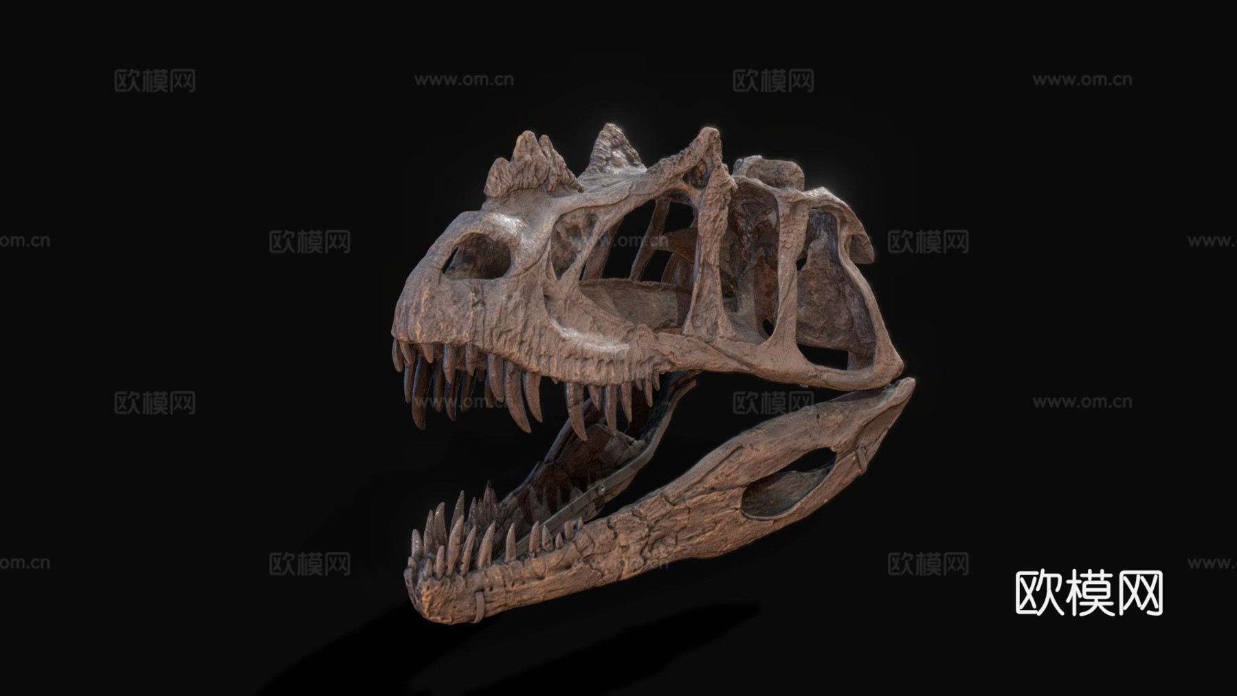 化石逻辑角鼻龙头骨3d模型
