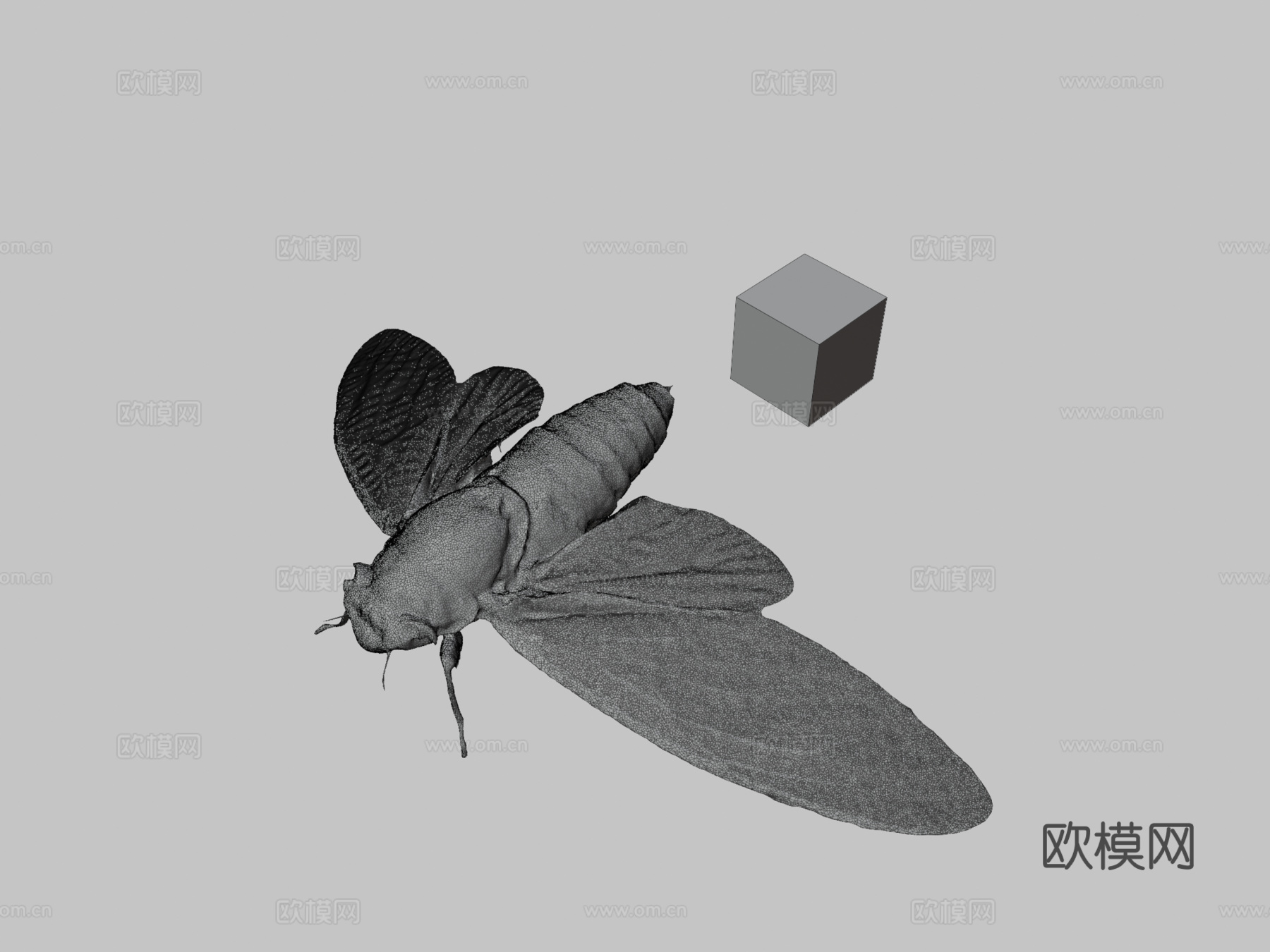 CC0 寒蝉♂ 寒蝉步行者3d模型