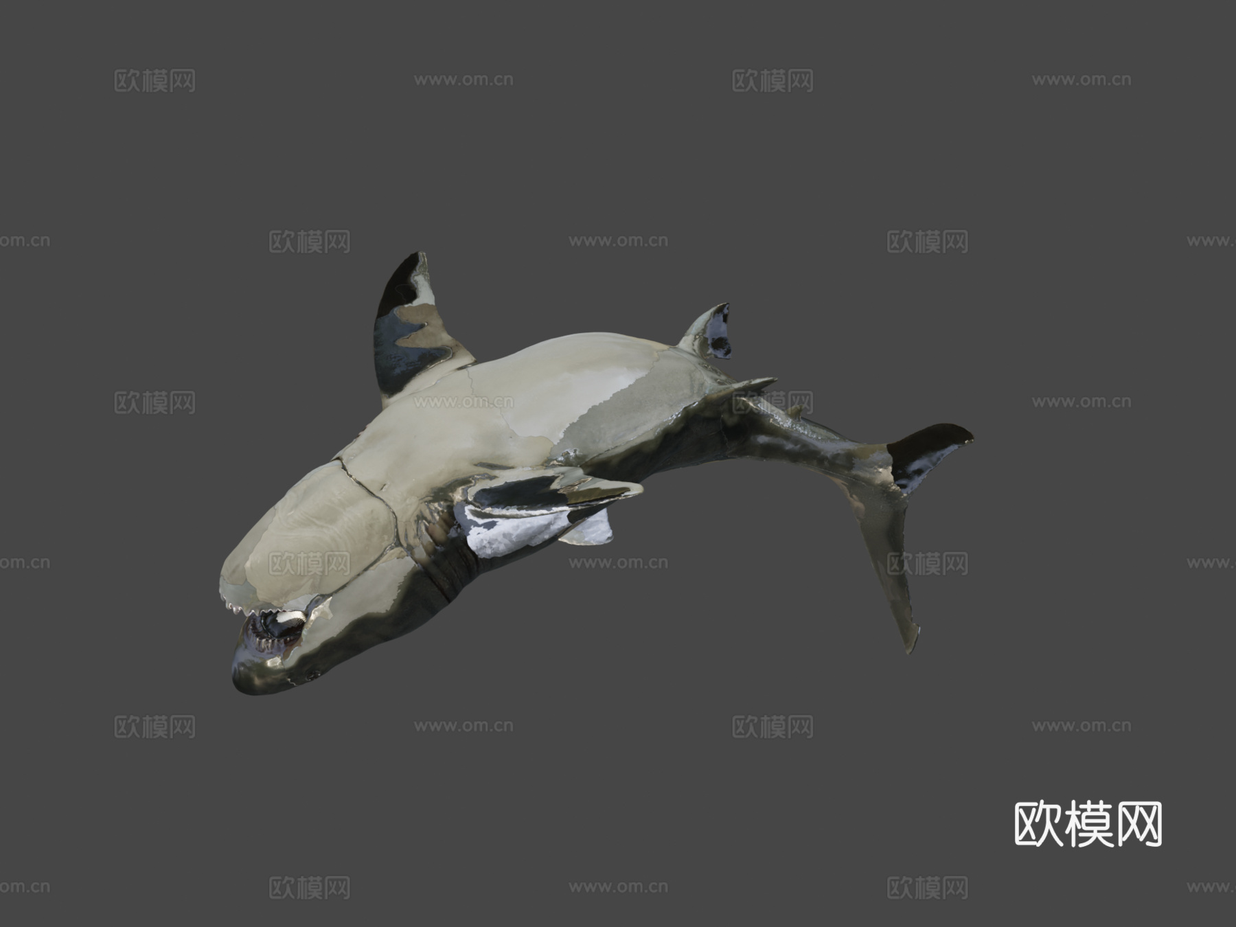 巨齿鲨3d模型