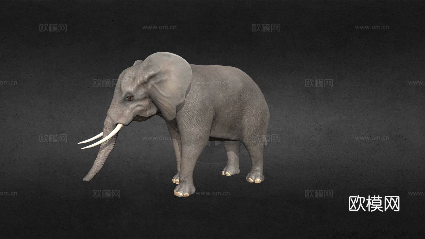 非洲象3d模型