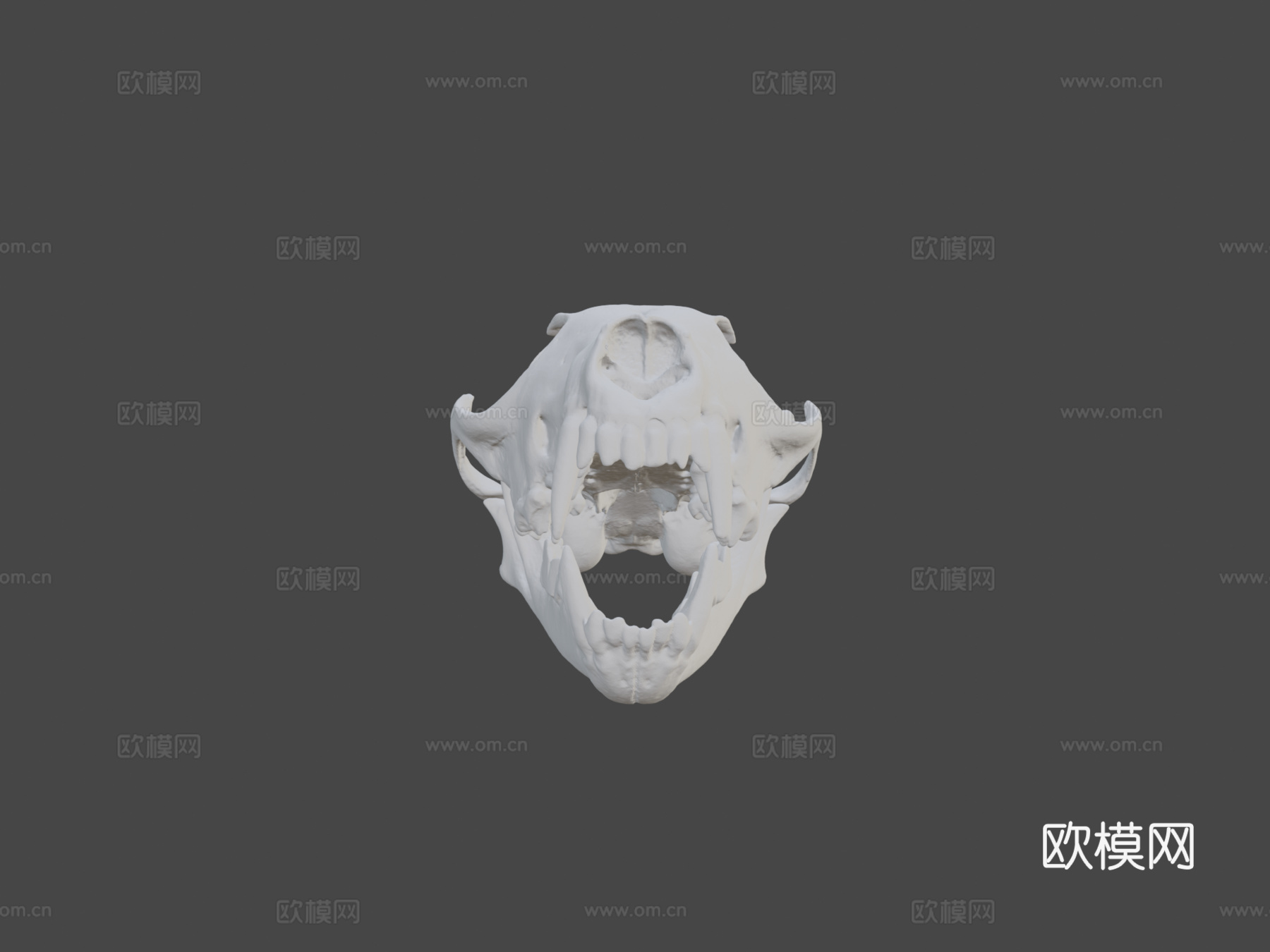 狐狸头骨3d模型
